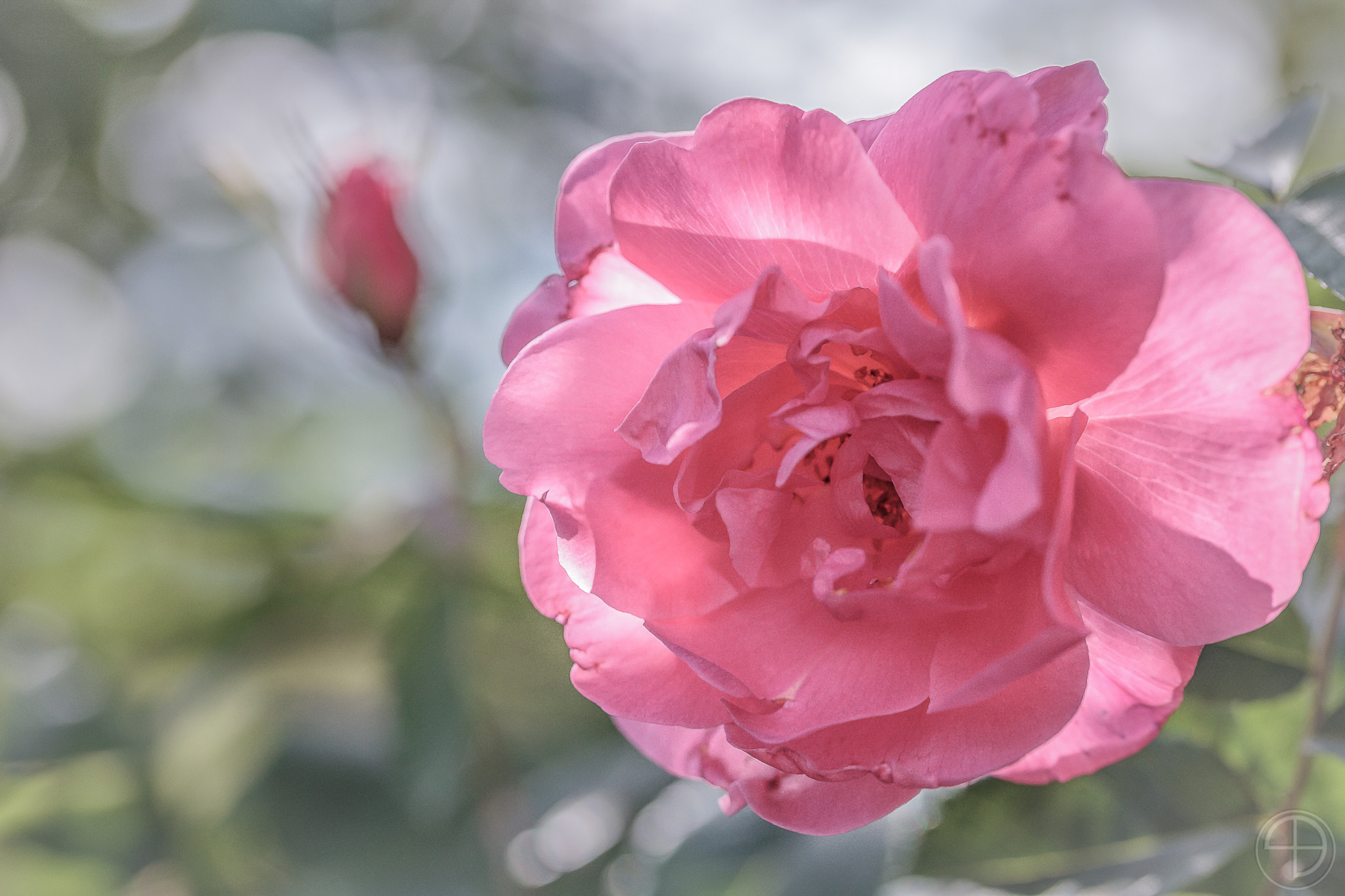 Sigma 105mm F2.8 EX DG OS HSM sample photo. Scent photography