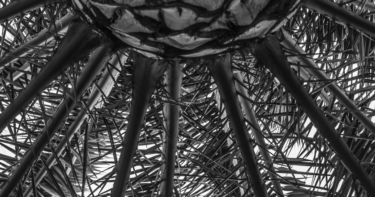 Sigma 70-300mm F4-5.6 APO DG Macro sample photo. Prickly corona photography