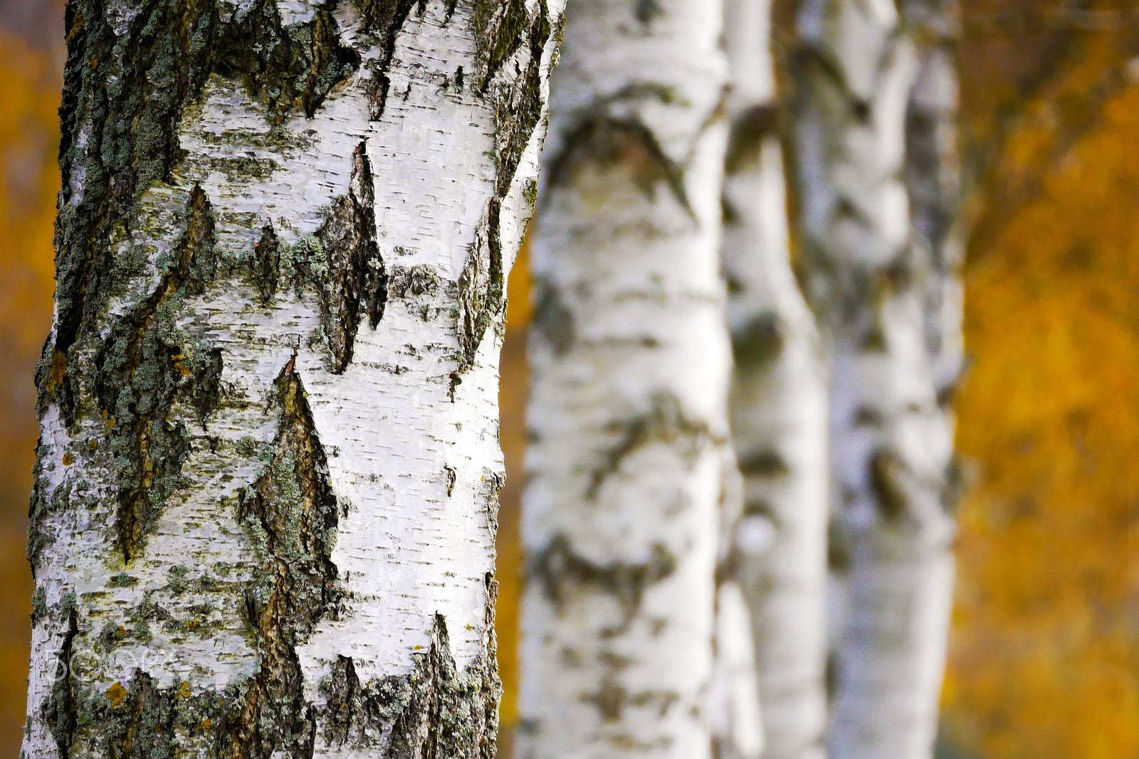 LUMIX G VARIO 45-150/F4.0-5.6 sample photo. Trees photography