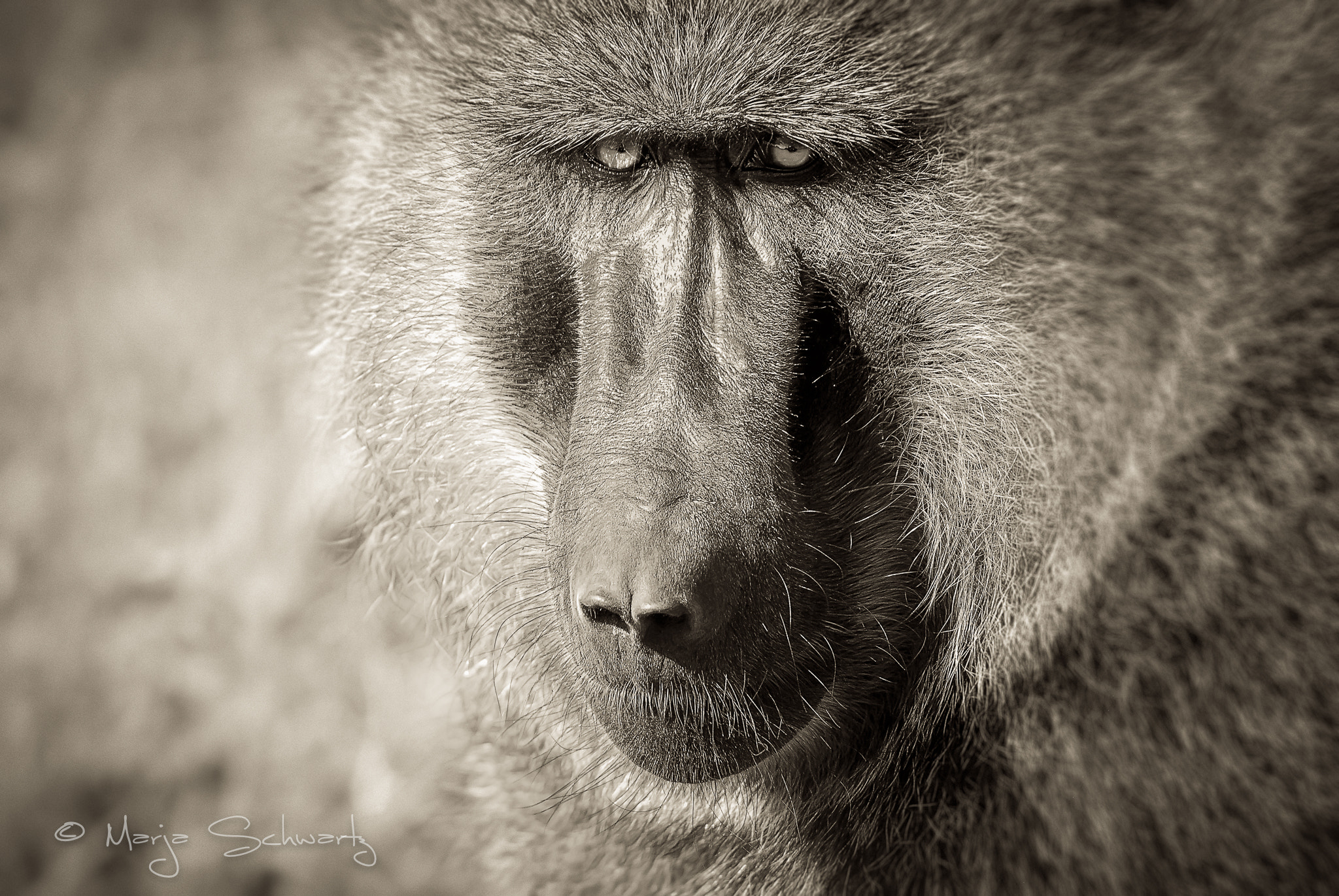 Nikon D200 sample photo. Olive baboon photography