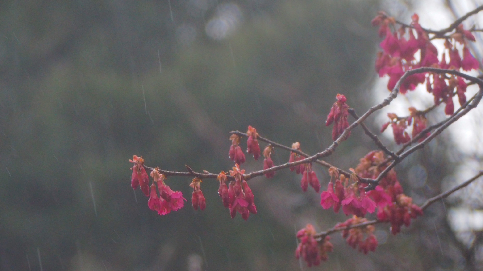 Olympus PEN E-PL7 sample photo. Taiwan cherry in the cold rain photography