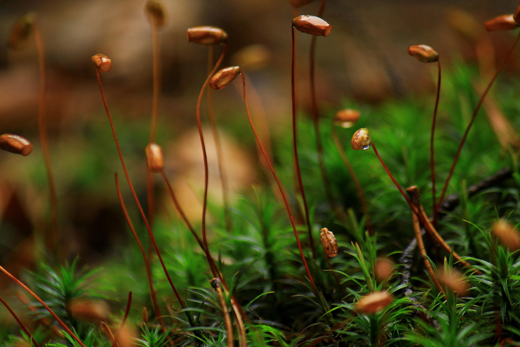 Canon EF-S 55-250mm F4-5.6 IS sample photo. Stretching photography