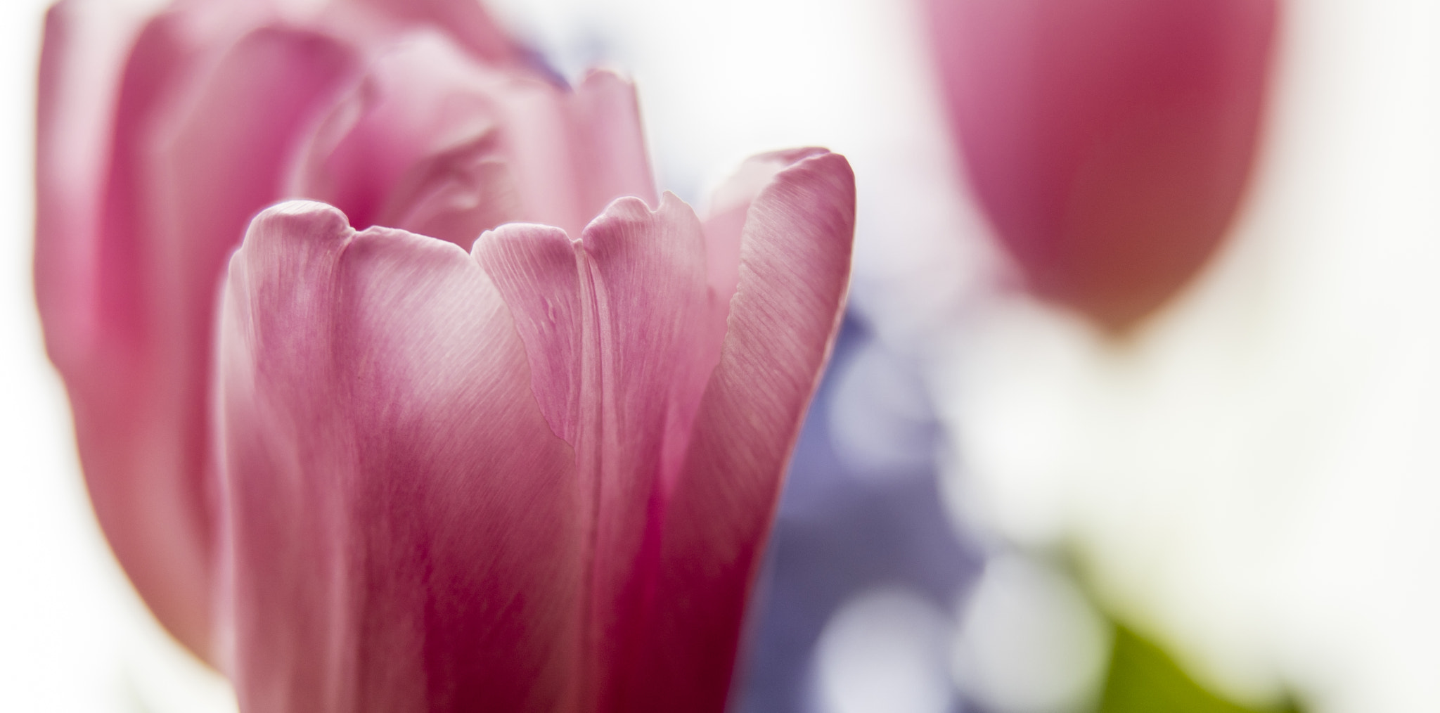 Canon EOS 5DS sample photo. Tuli photography