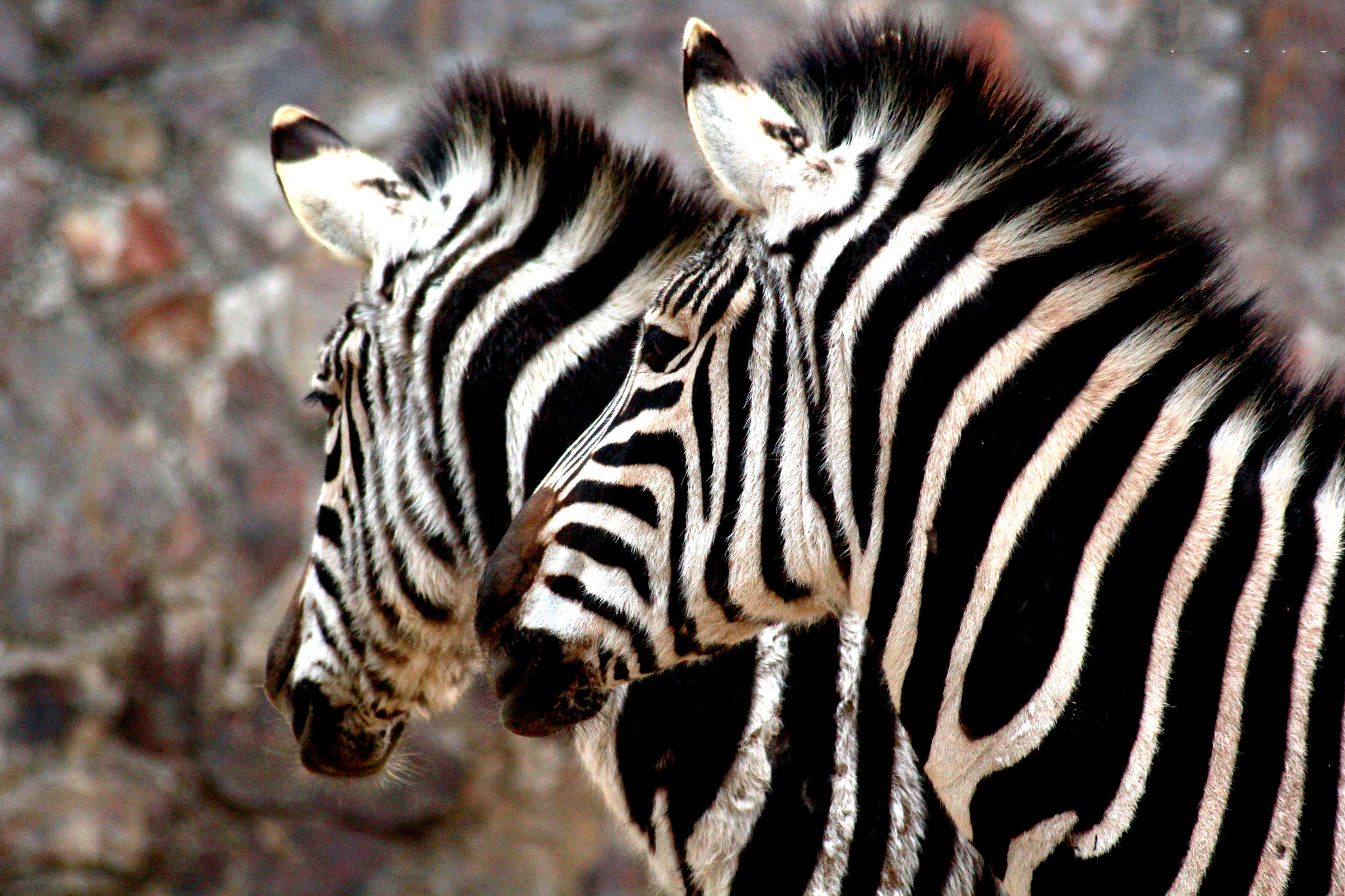 Sigma 70-300mm F4-5.6 APO DG Macro sample photo. Adjacent zebras photography