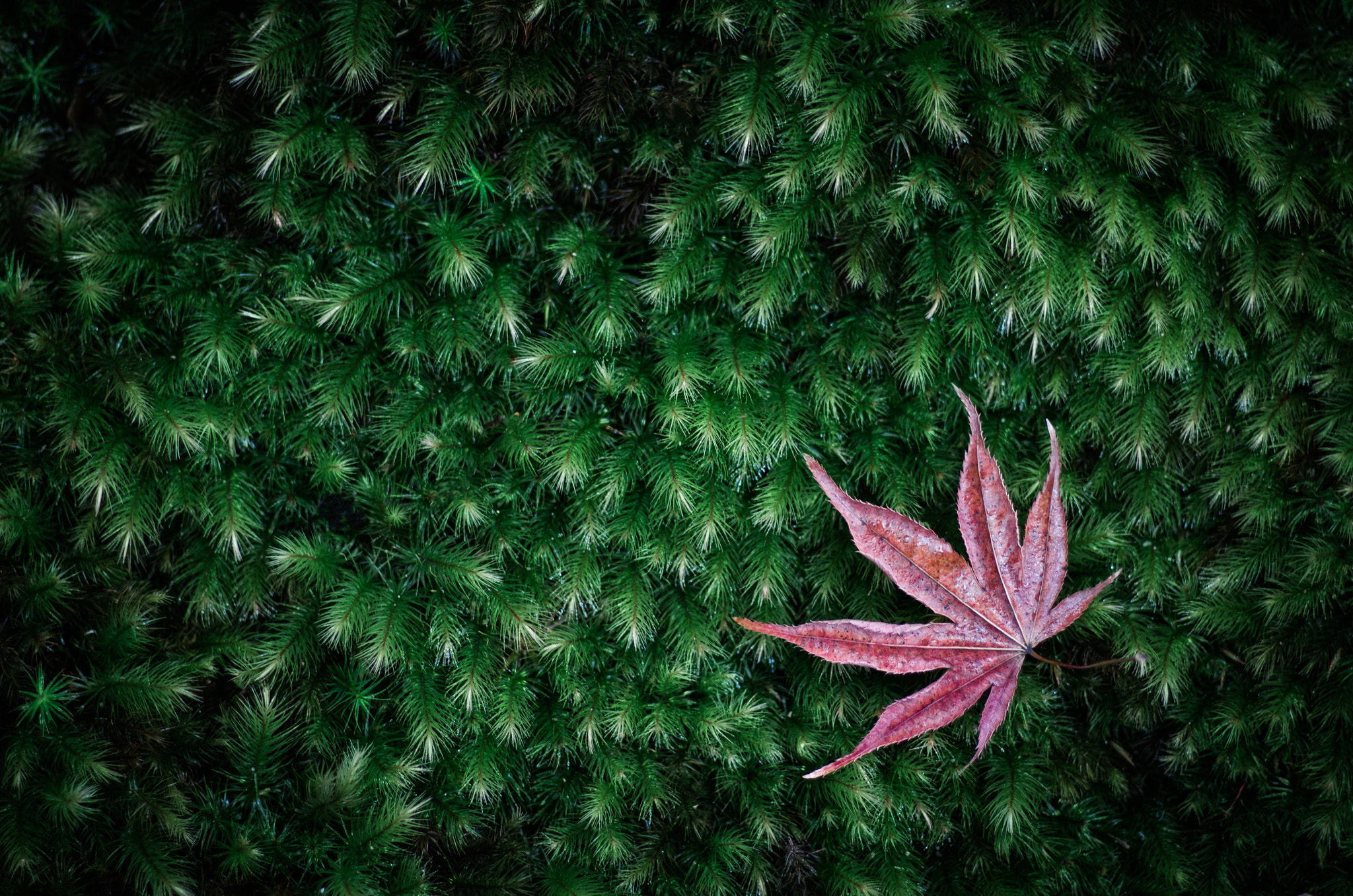 Pentax smc FA 77mm 1.8 Limited sample photo