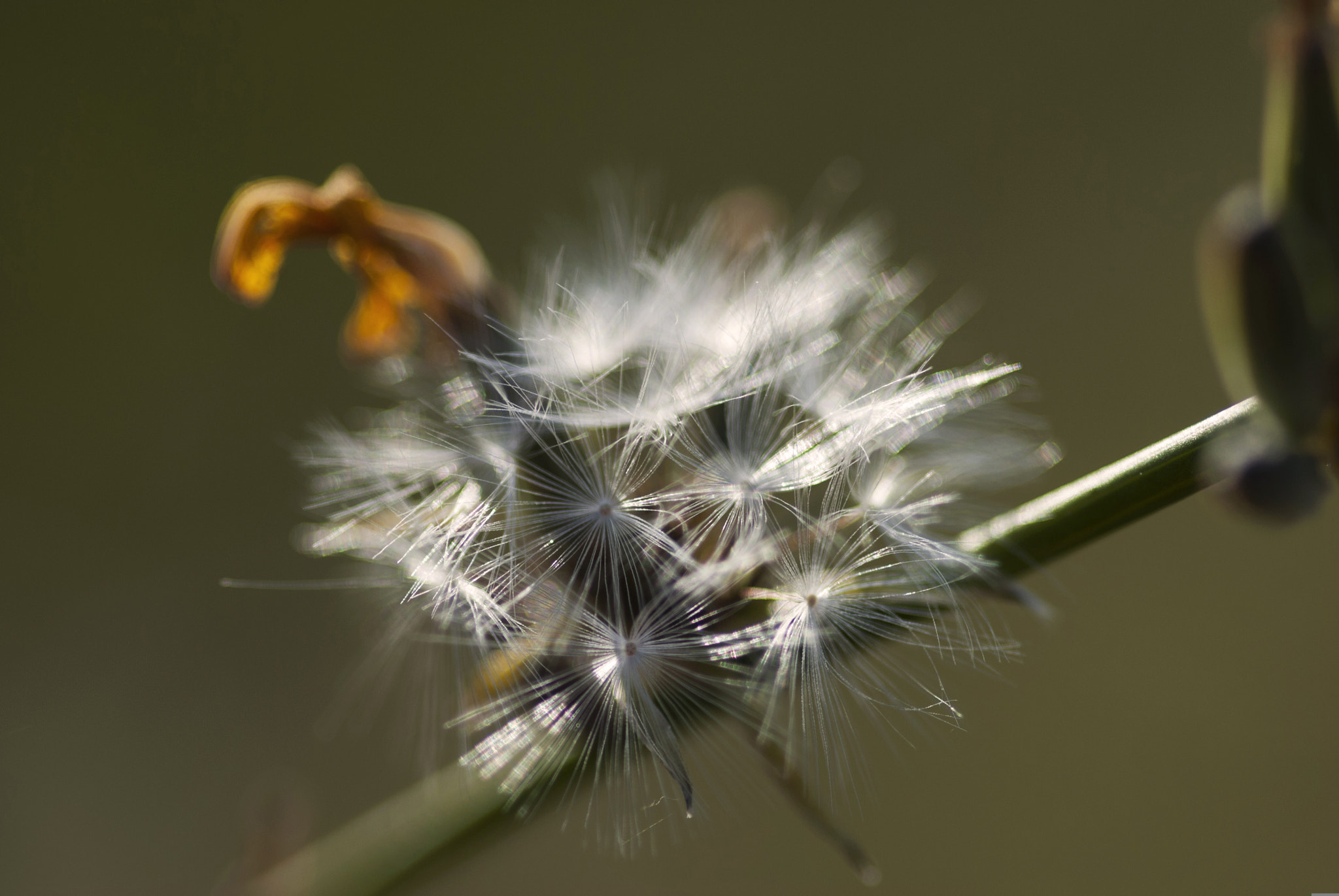 Nikon D60 + Sigma 105mm F2.8 EX DG Macro sample photo. Taraxacum photography