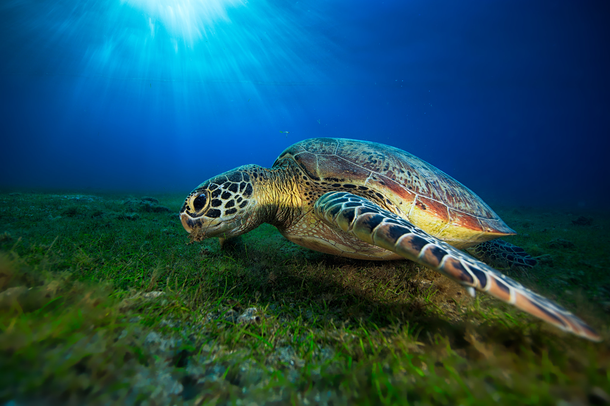 Canon EOS 5DS + Canon EF 14mm F2.8L II USM sample photo. Green turtle photography