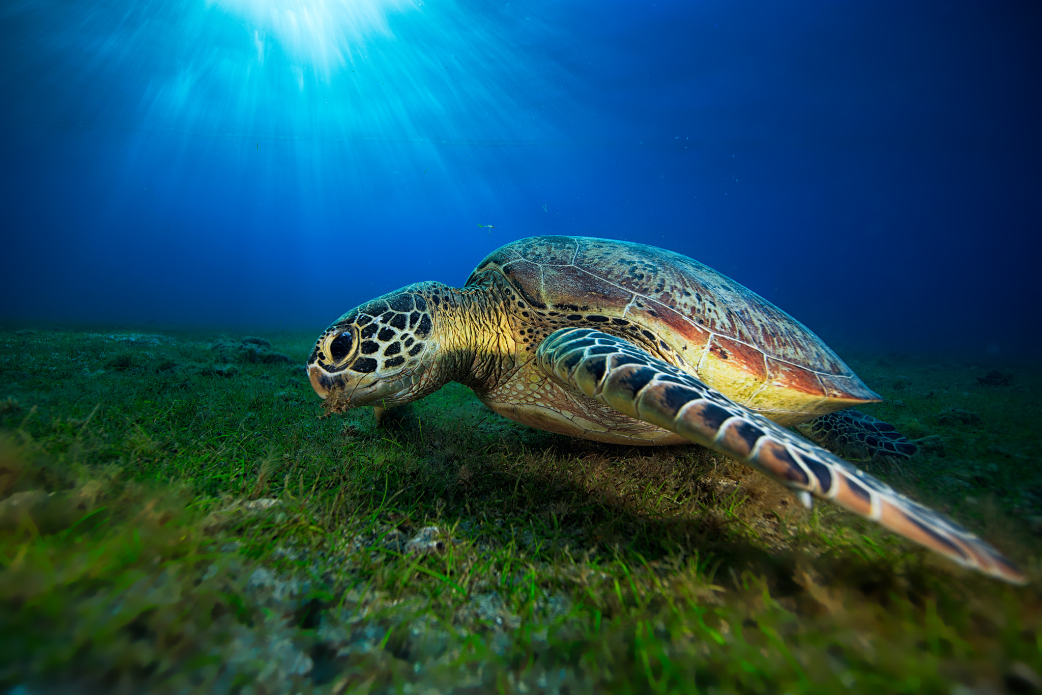 Canon EF 14mm F2.8L II USM sample photo. Green turtle photography
