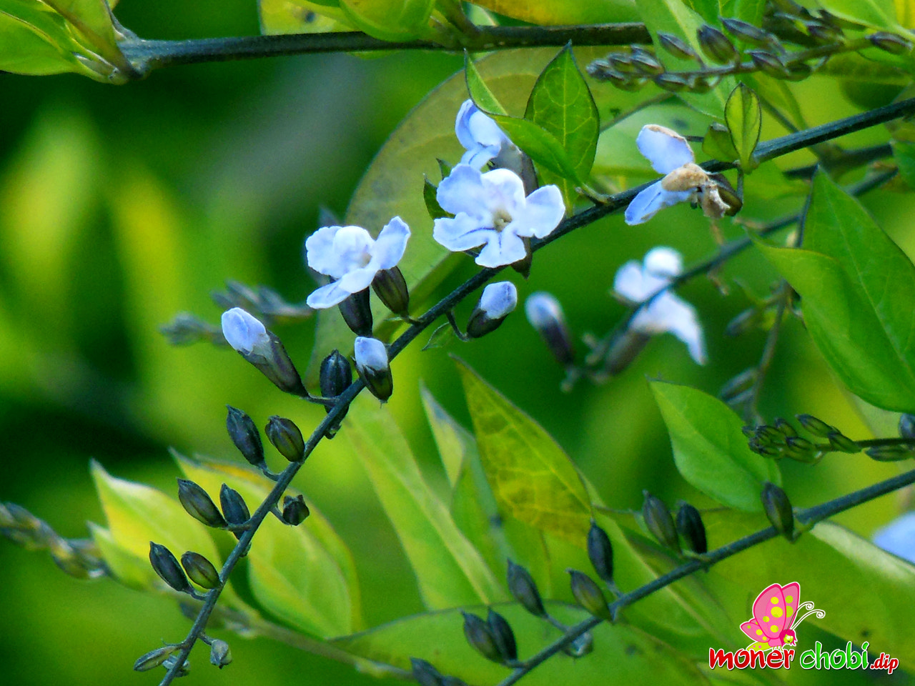 Nikon COOLPIX S9200 sample photo. Flower photography