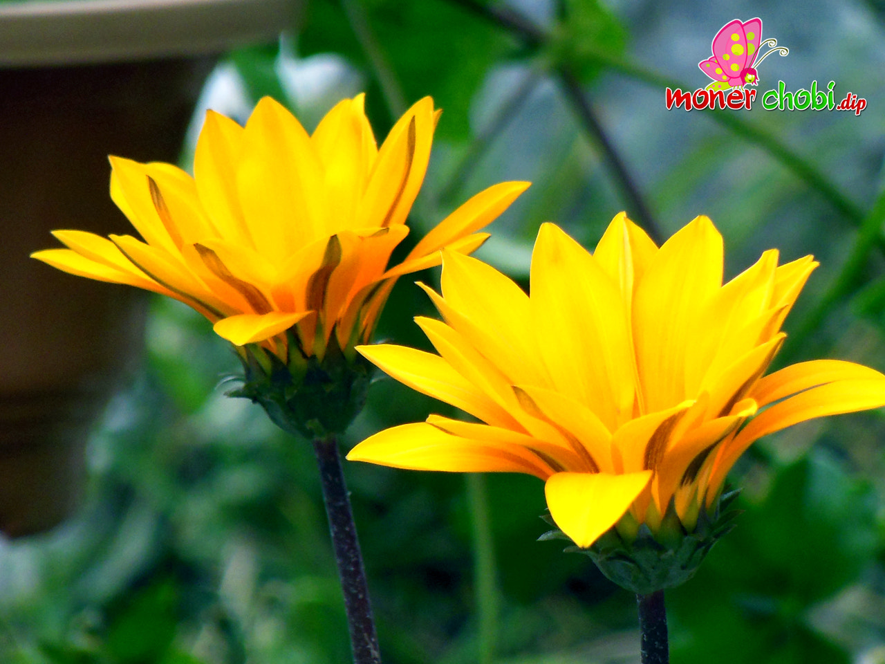 Nikon COOLPIX S9200 sample photo. Flower photography