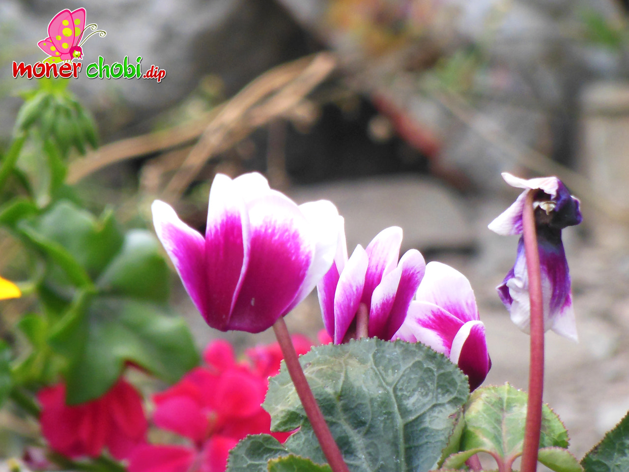 Nikon COOLPIX S9200 sample photo. Flower photography