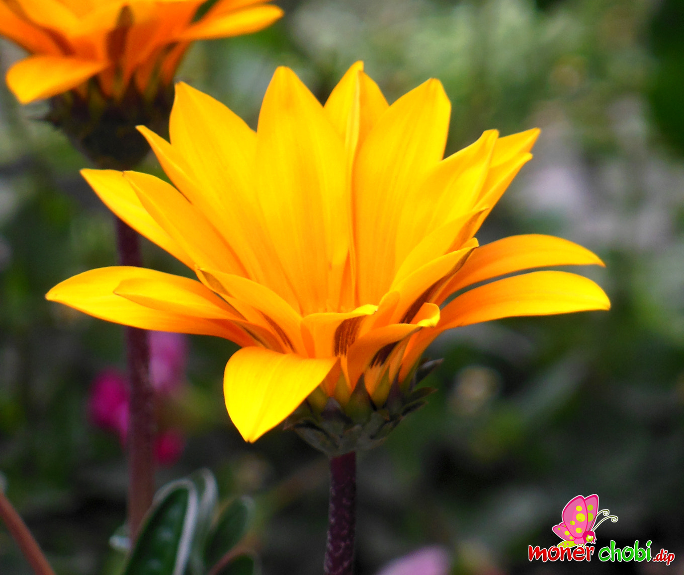 Nikon COOLPIX S9200 sample photo. Flower photography