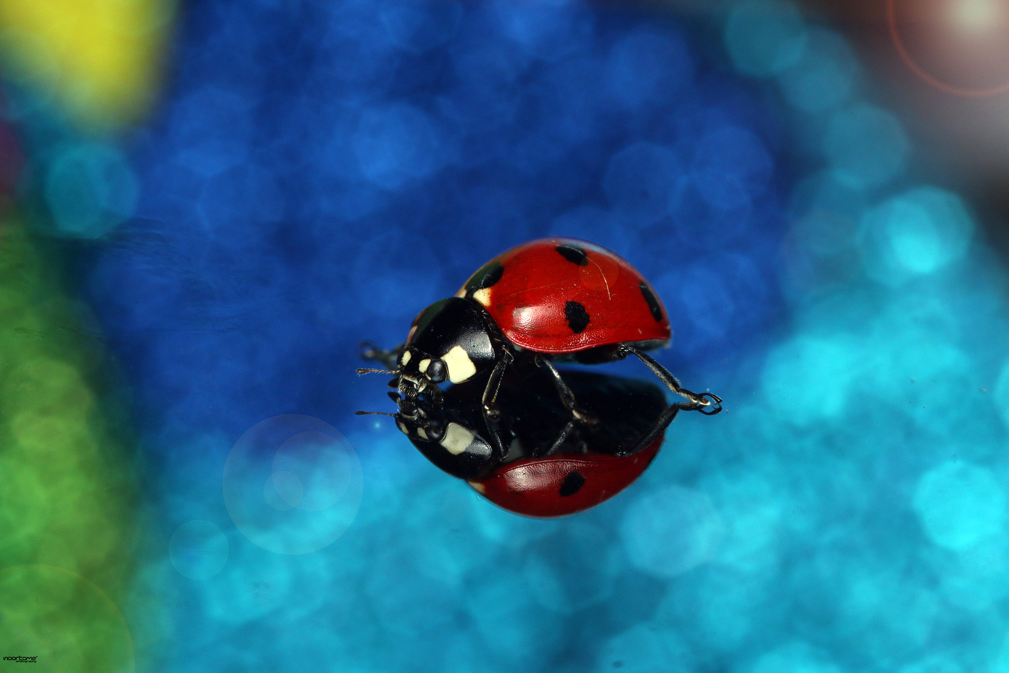 Canon EOS 70D + Sigma 105mm F2.8 EX DG Macro sample photo. Ladybird photography