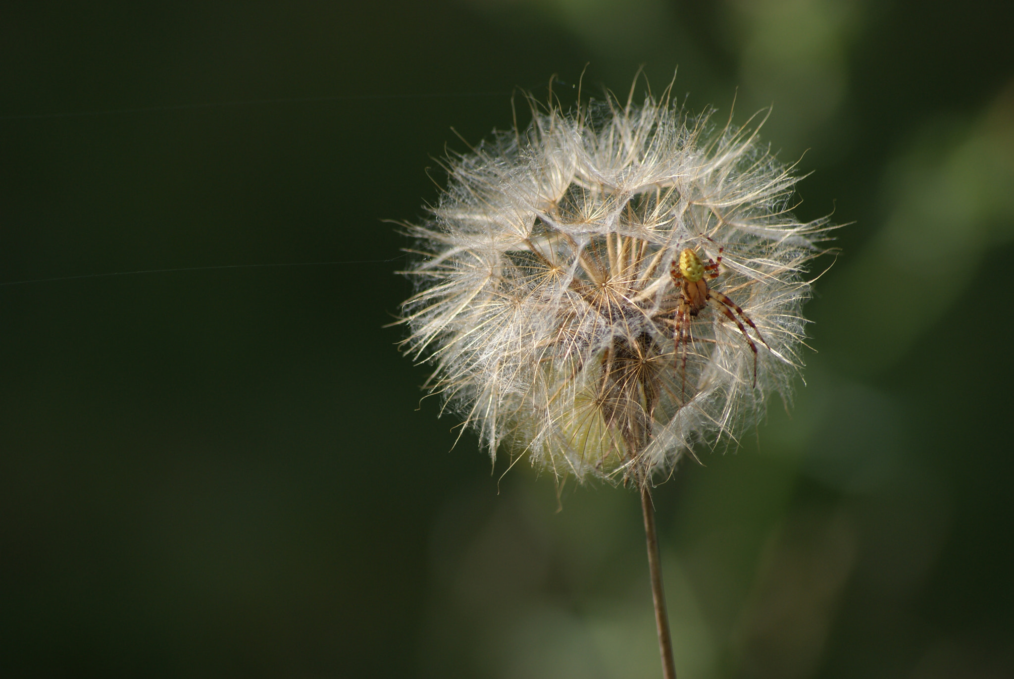 Sony Alpha DSLR-A300 + Sony DT 55-200mm F4-5.6 SAM sample photo. Araignée photography