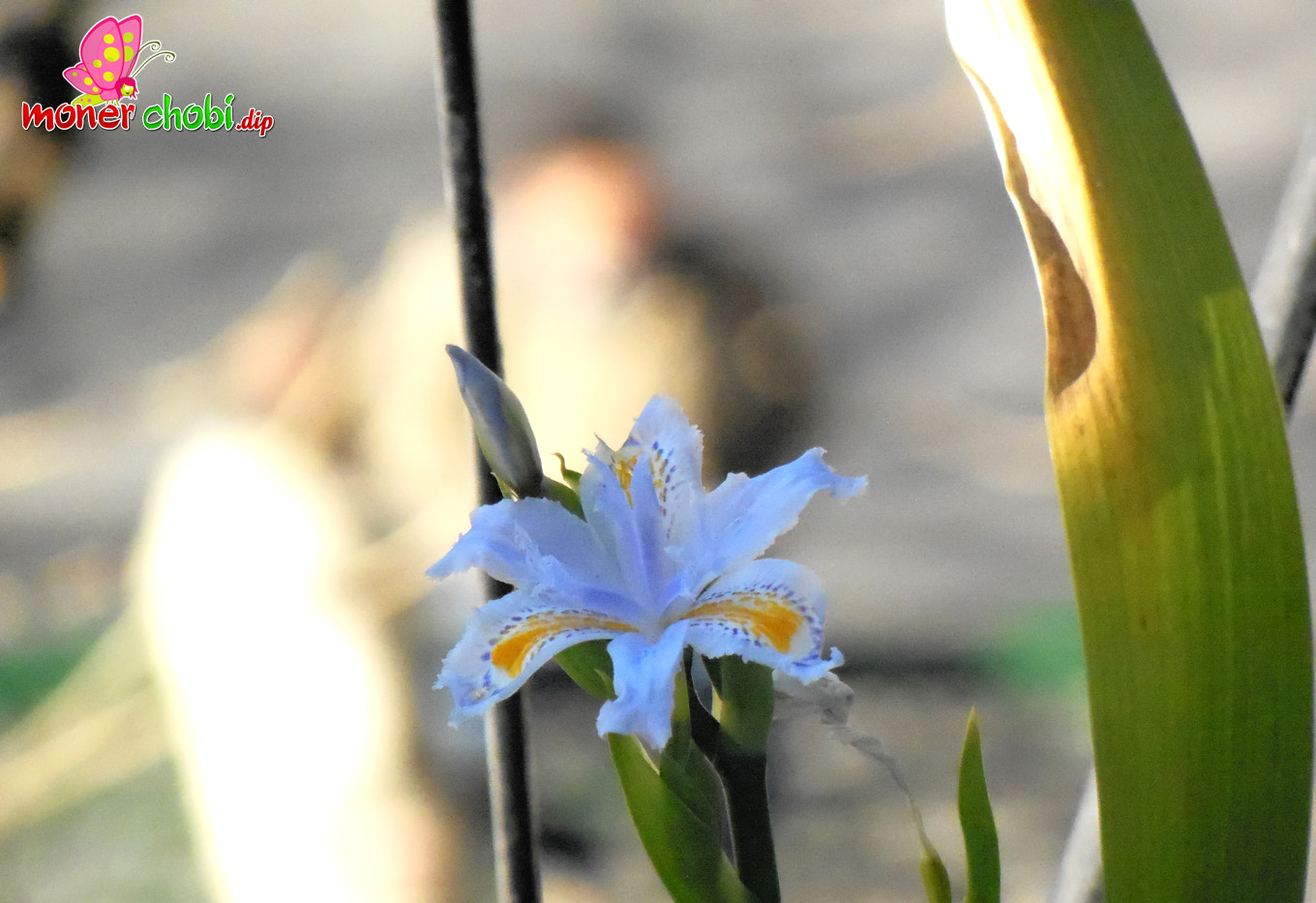 Nikon COOLPIX S9200 sample photo. Flower photography