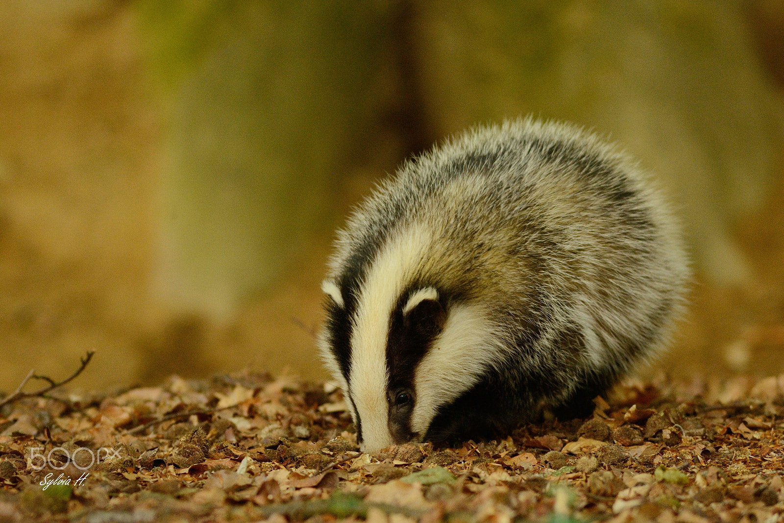 Nikon AF-S Nikkor 300mm F2.8G ED-IF VR sample photo. Young badger photography