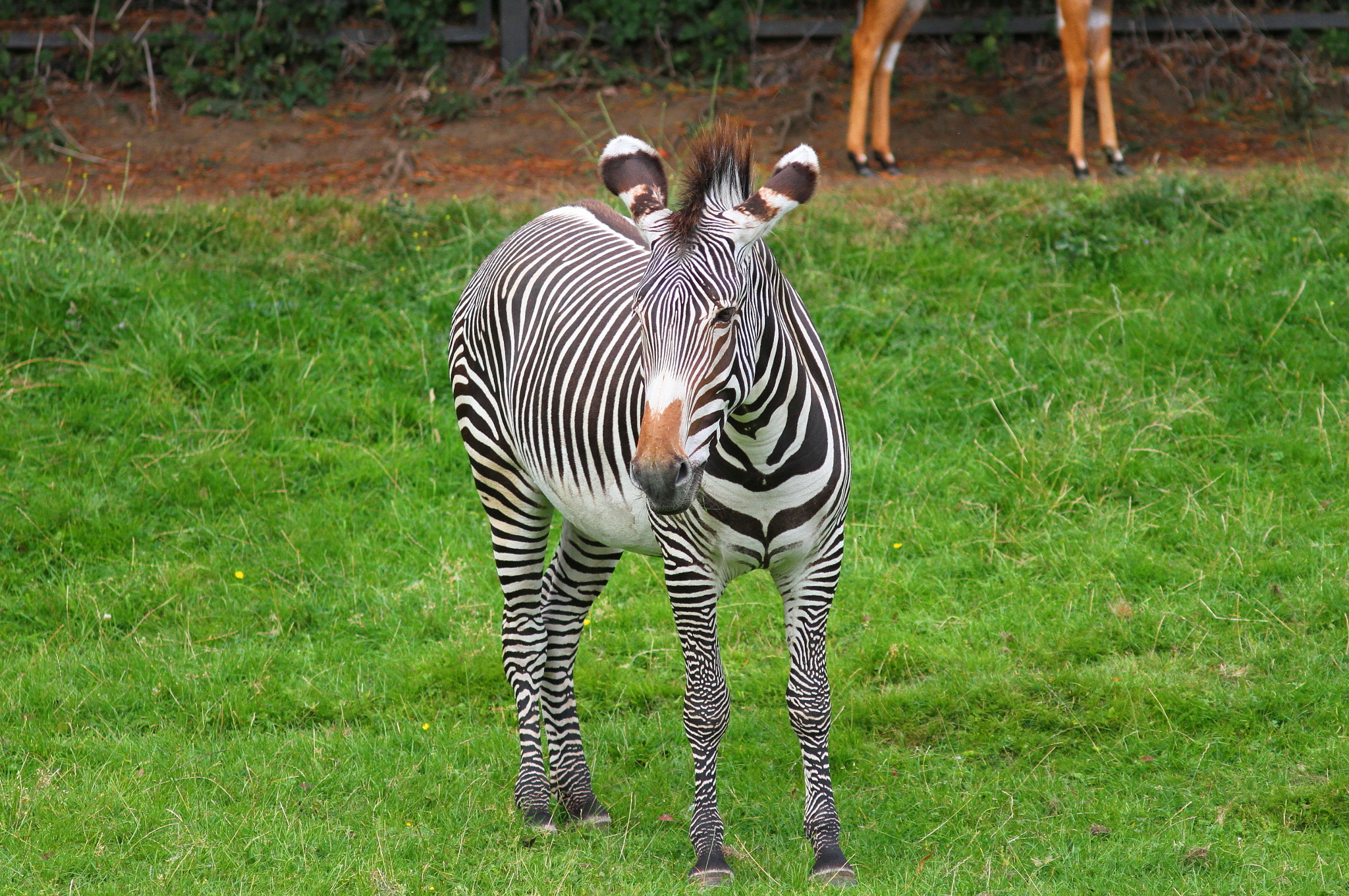 Canon EF 300mm F4L IS USM sample photo. Zebra photography