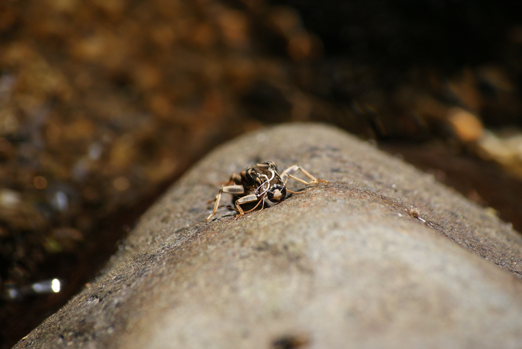 Sony Alpha DSLR-A300 + Sony DT 55-200mm F4-5.6 SAM sample photo. Carapace de larve de libellule photography