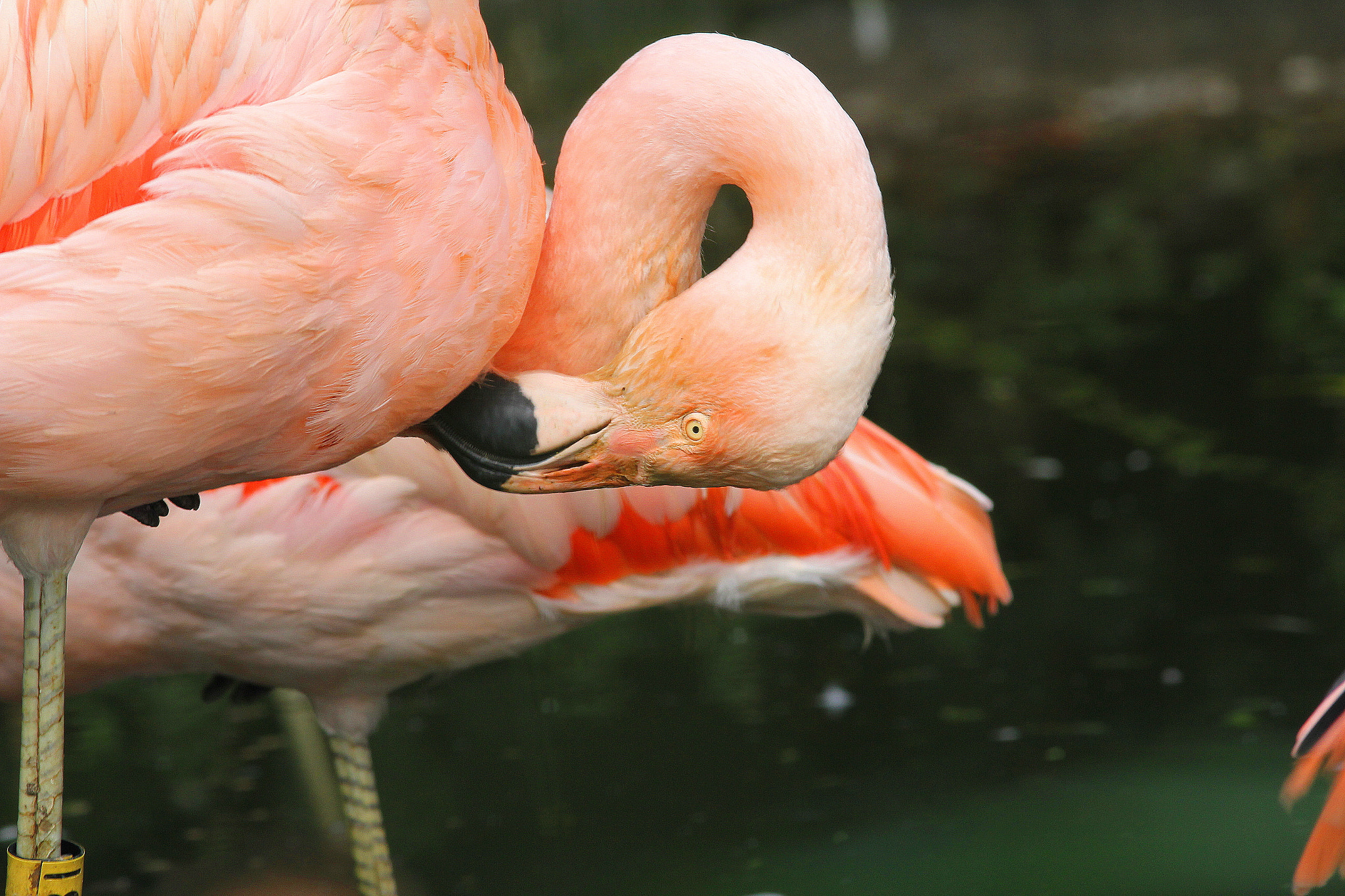 Canon EF 300mm F4L IS USM sample photo. In the pink photography