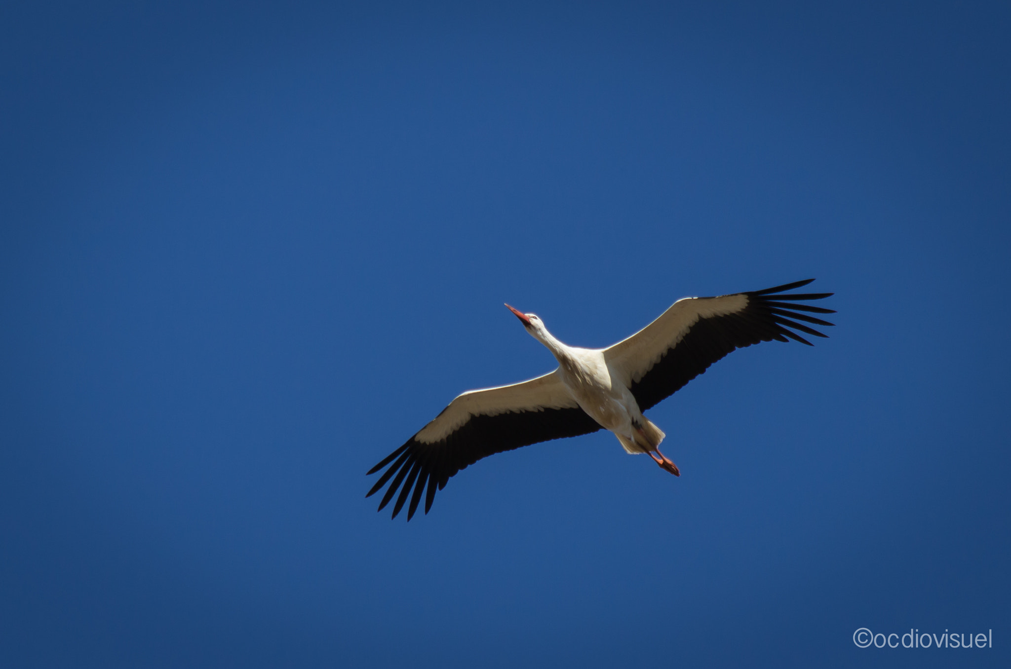 Canon EF 100-400mm F4.5-5.6L IS USM sample photo. Cigogne blanche à vendres photography