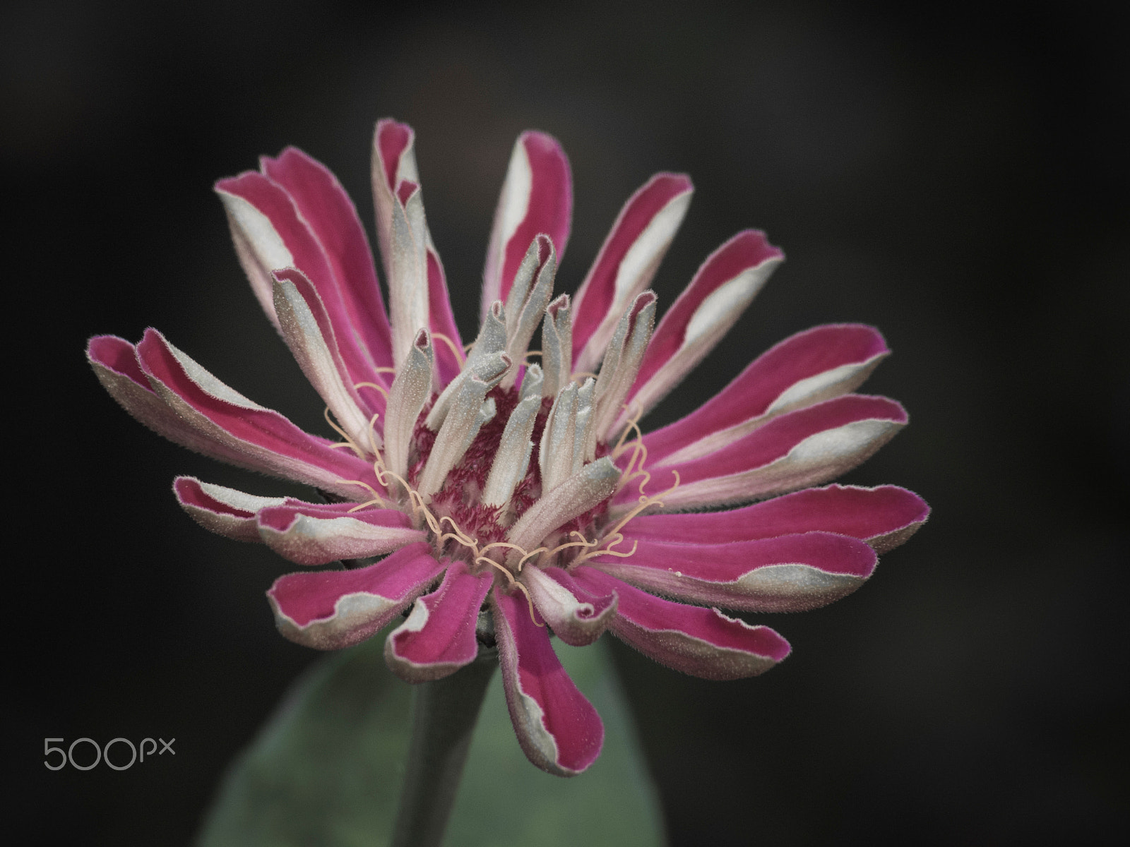 Olympus PEN E-PL5 sample photo. Flower in bloom photography