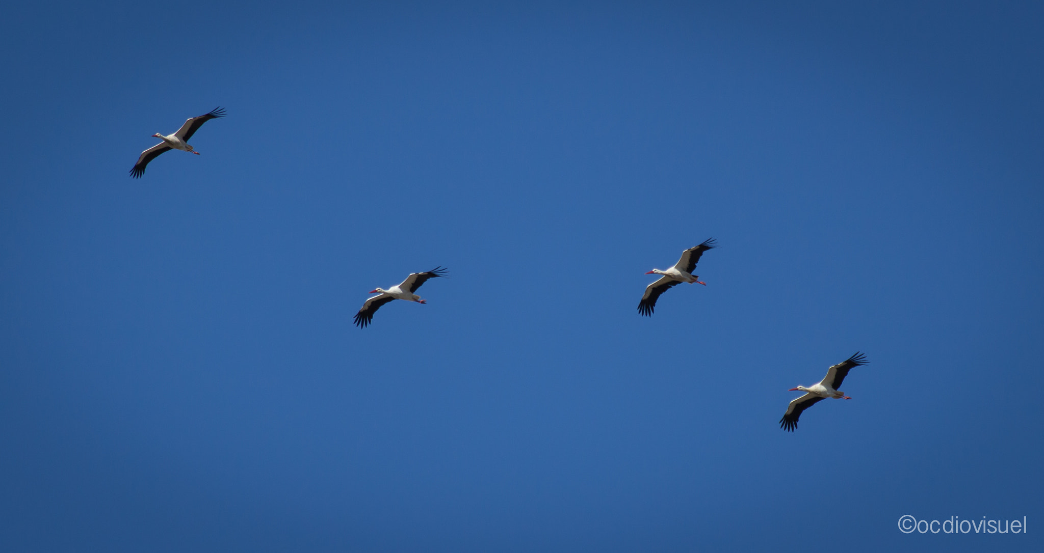 Canon EF 100-400mm F4.5-5.6L IS USM sample photo. Cigogne blanche à vendres photography