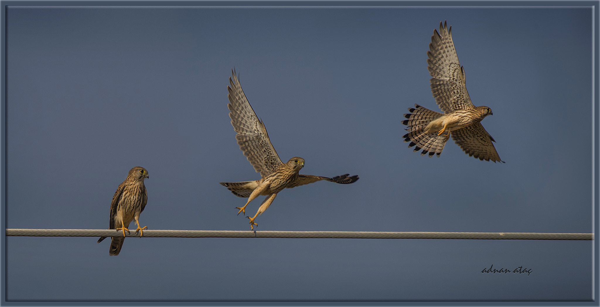 Sigma 50-500mm F4.5-6.3 DG OS HSM sample photo. Kerkenez - falco tinnunculus - common kestrel photography