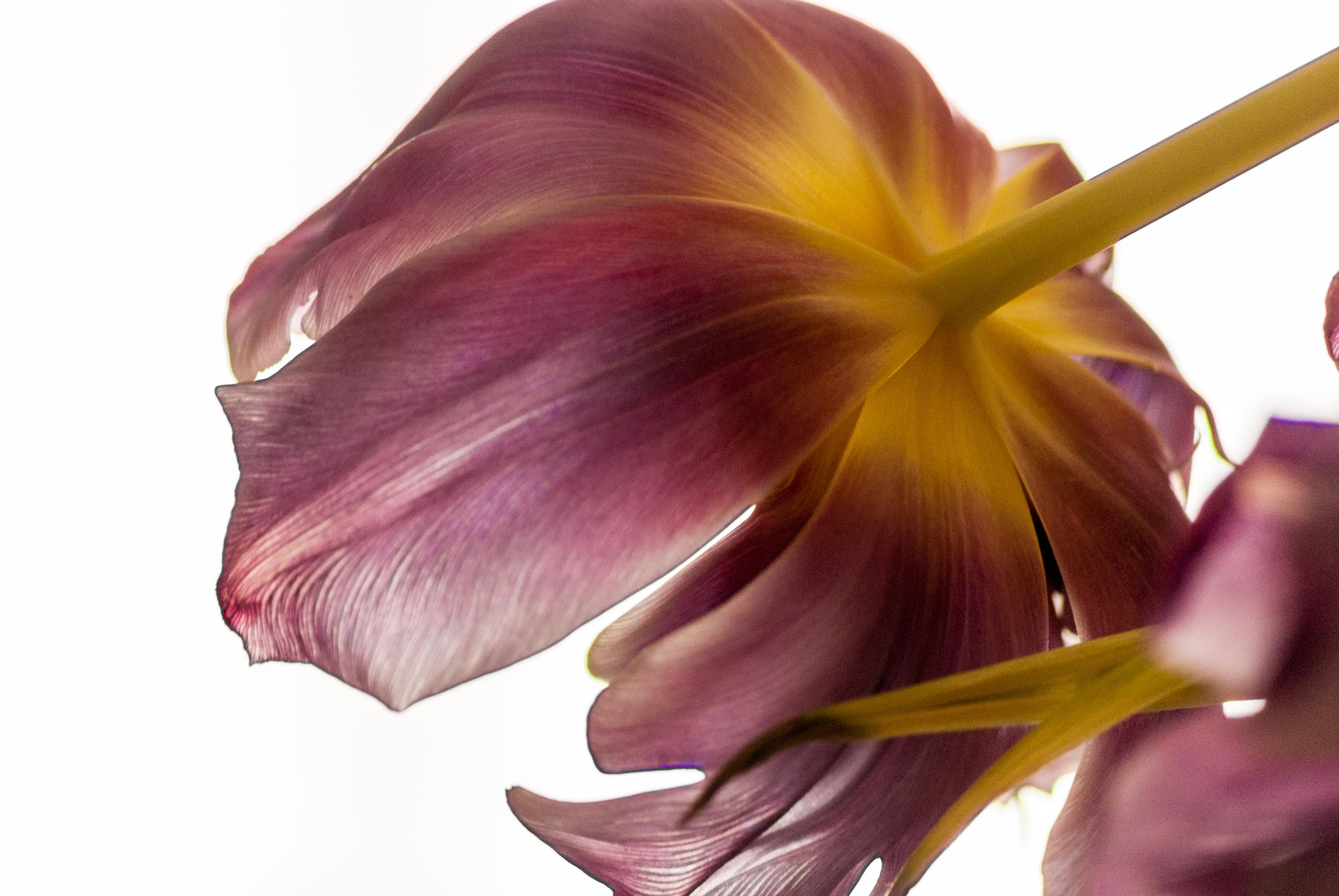 Sony Alpha DSLR-A300 sample photo. Tulip photography