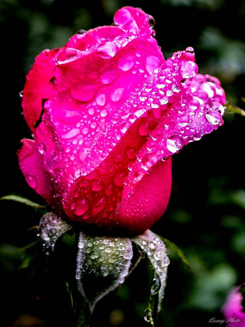 Nikon E995 sample photo. Au nom de la rose  photography