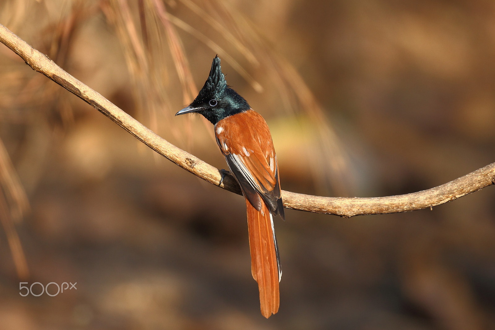 Canon EF 100-400mm F4.5-5.6L IS II USM sample photo. Asian paradise fly catcher photography