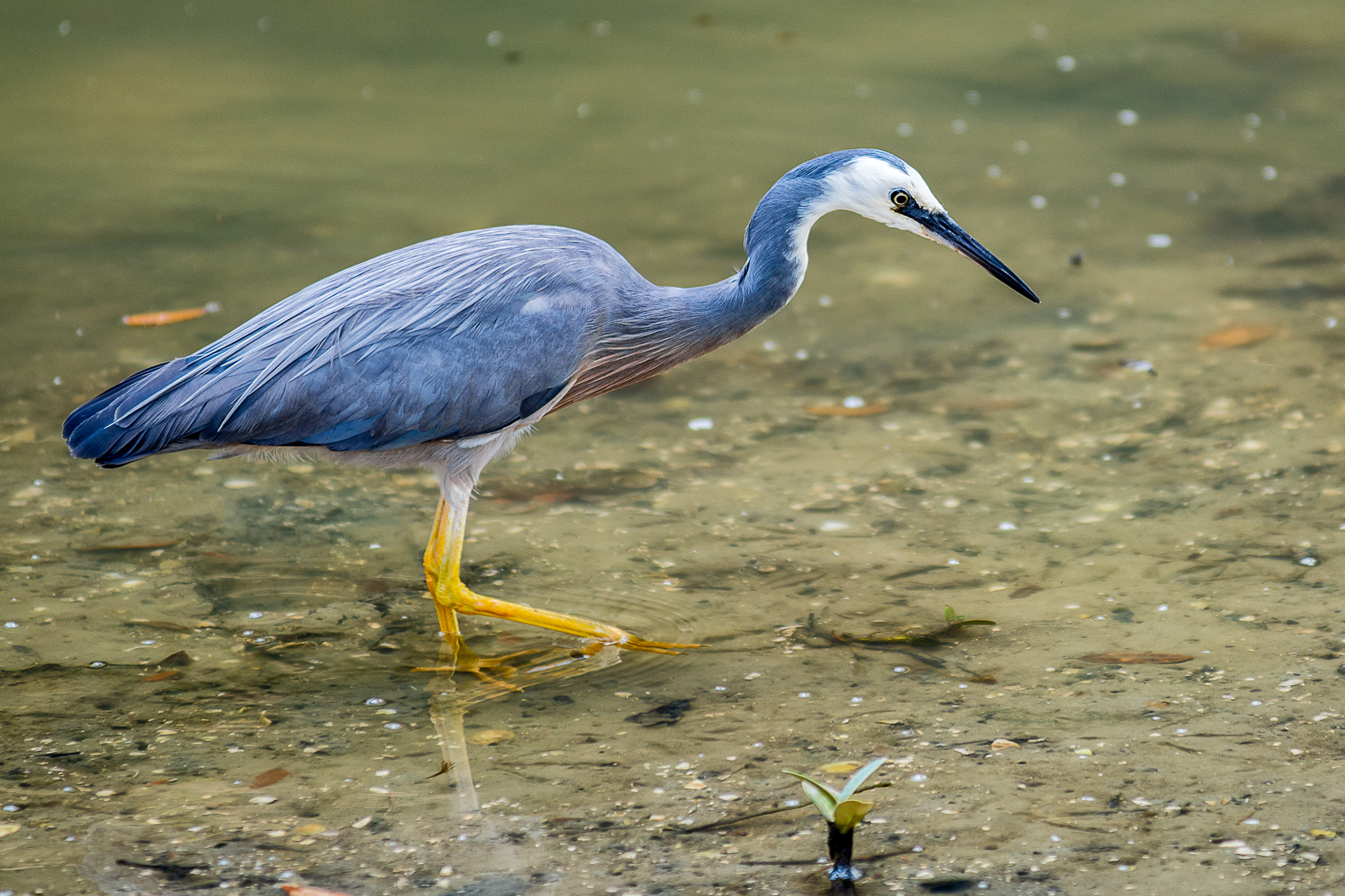 AF-S Zoom-Nikkor 80-200mm f/2.8D IF-ED sample photo. White-faced heron photography
