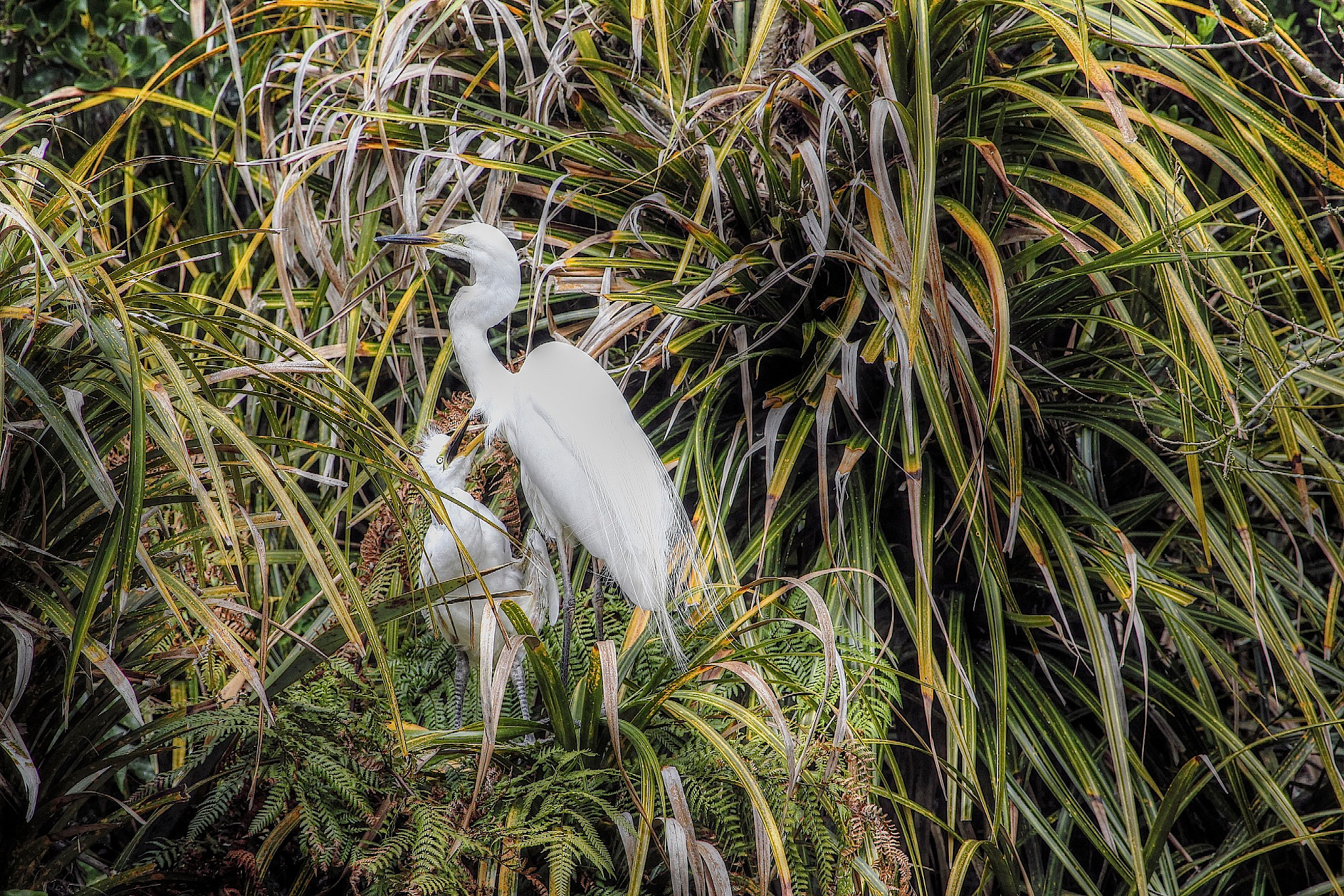 Canon EF 100-400mm F4.5-5.6L IS USM sample photo. Th eastern great egret and its chick photography