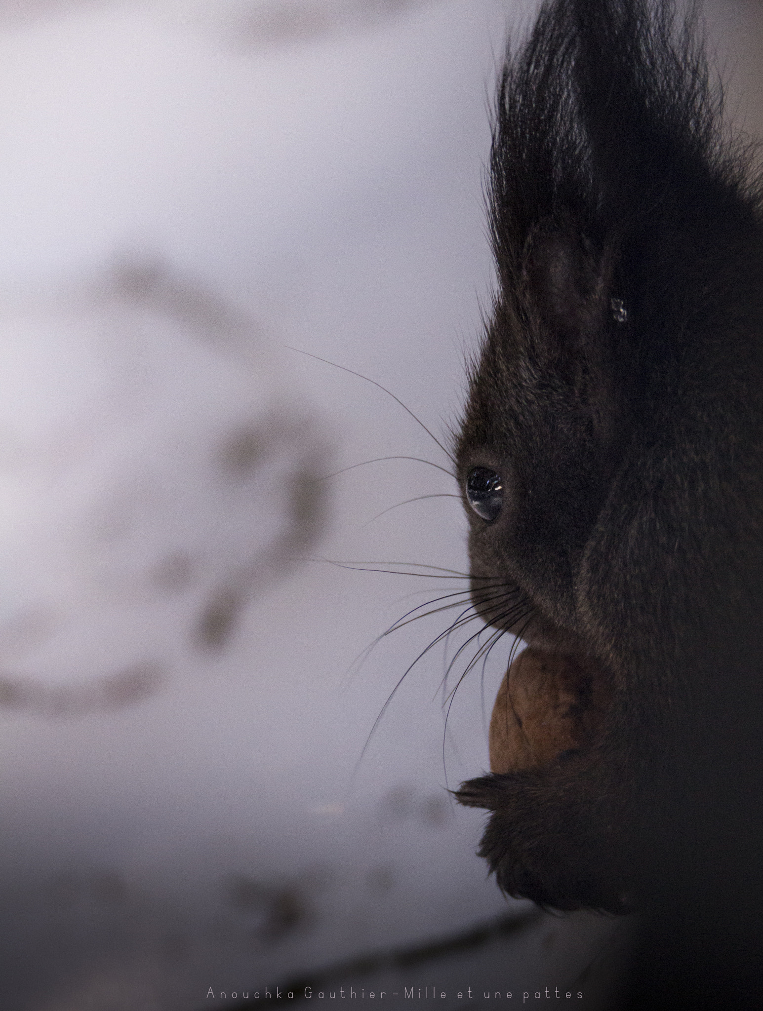Tamron SP 150-600mm F5-6.3 Di VC USD sample photo. Squirrel photography