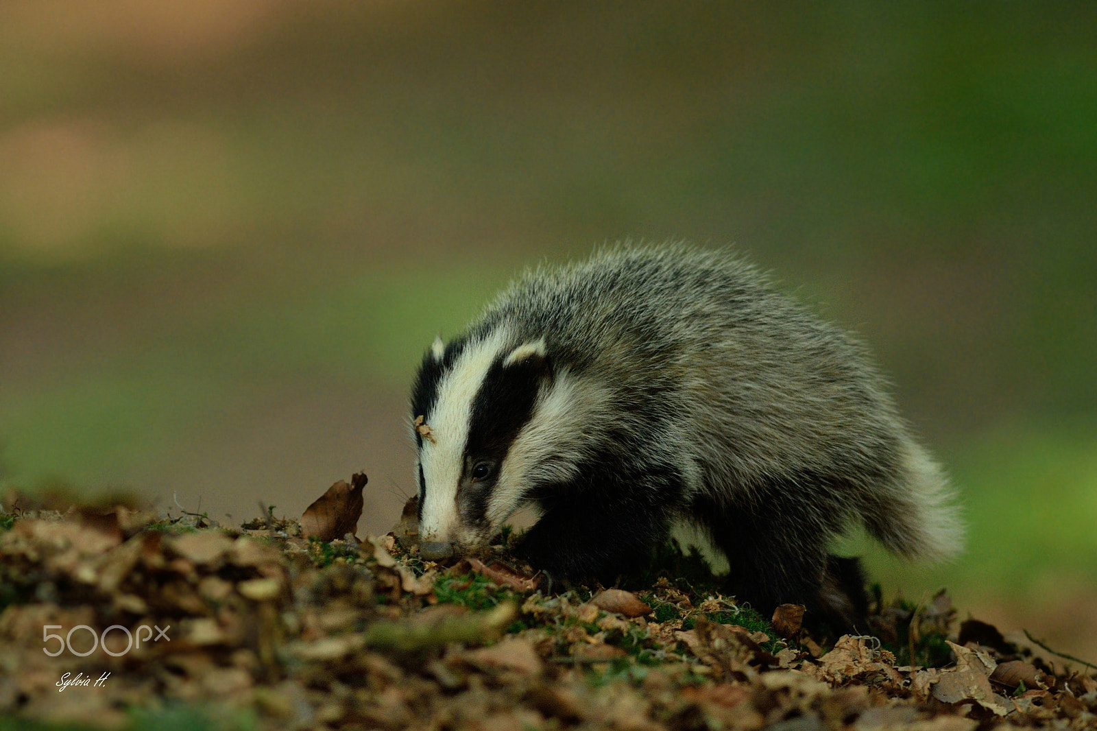 Nikon AF-S Nikkor 300mm F2.8G ED-IF VR sample photo. Young badger photography