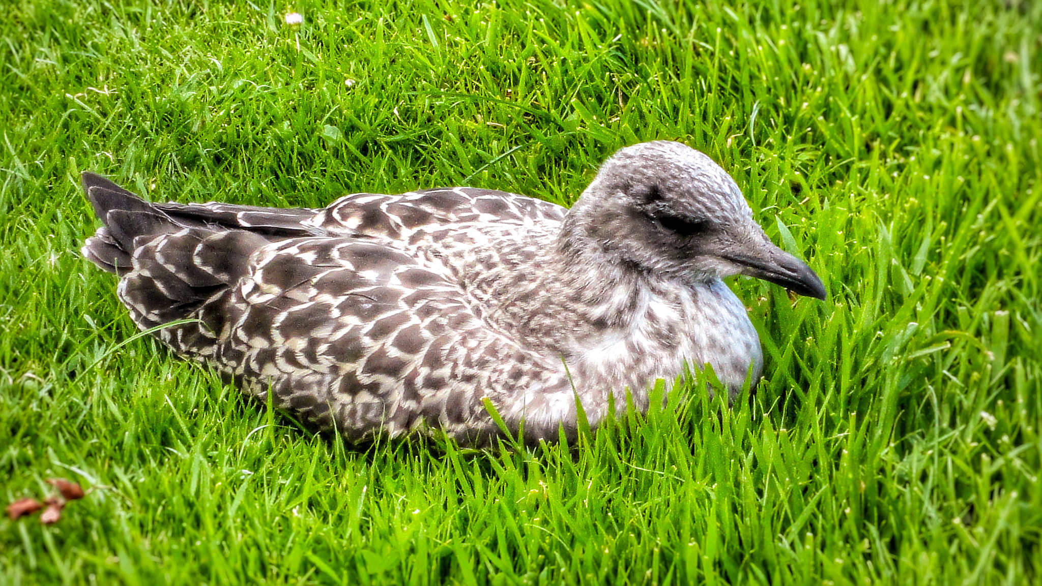 Sony DSC-W380 sample photo. Cute bird. photography