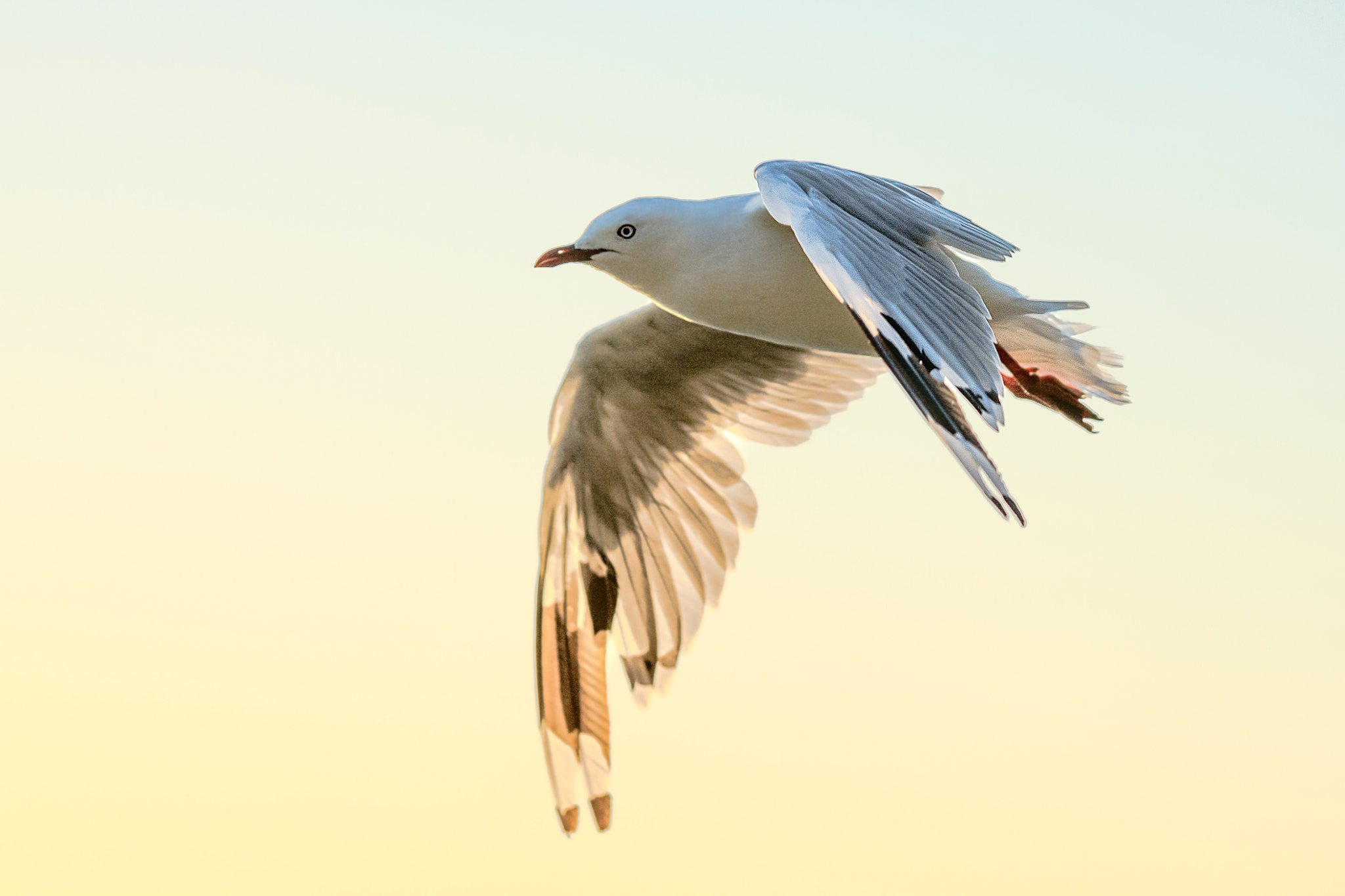 AF-S Zoom-Nikkor 80-200mm f/2.8D IF-ED sample photo. Red-billed gull photography