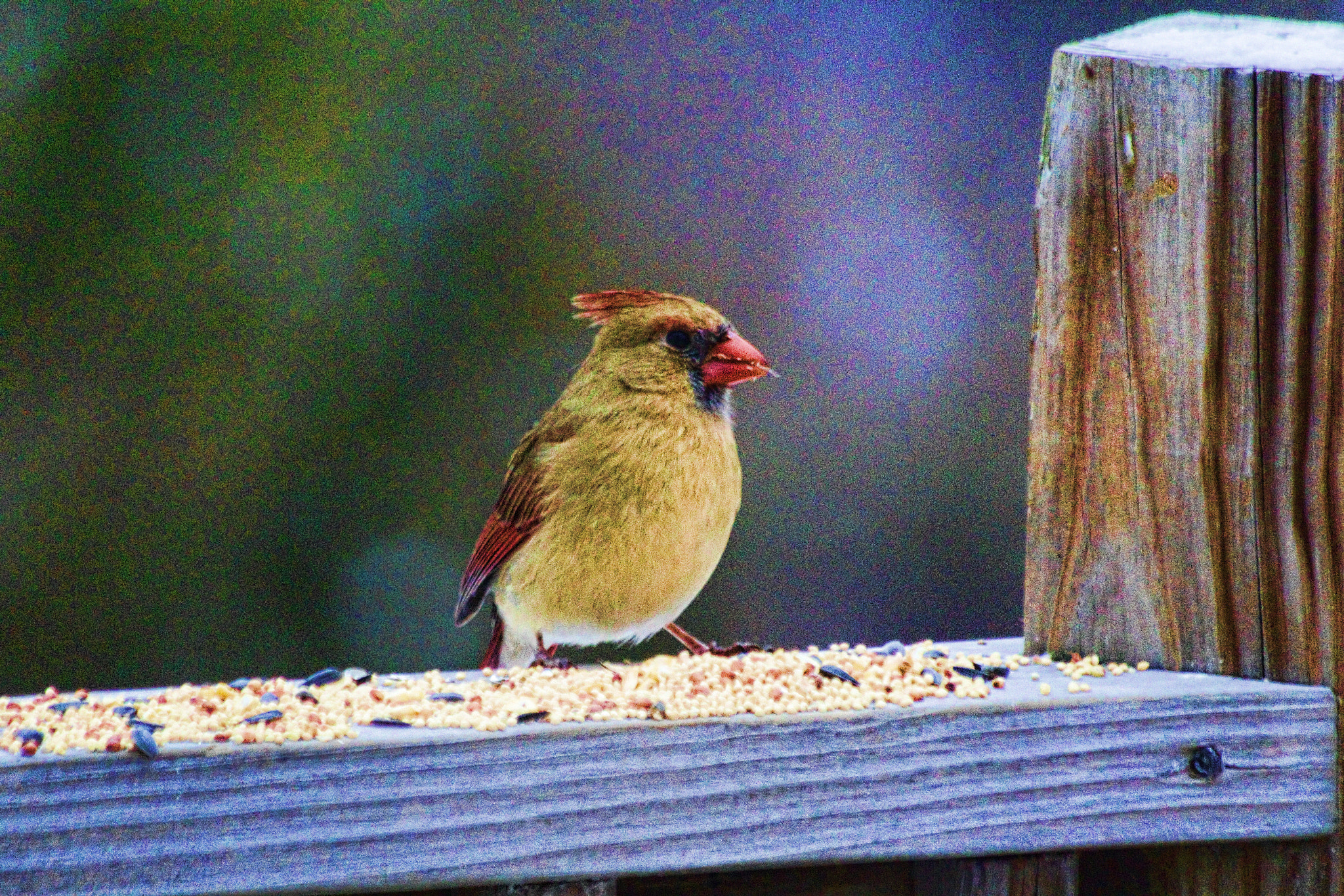 Canon EF 70-300mm F4-5.6 IS USM sample photo. Female cardinal photography