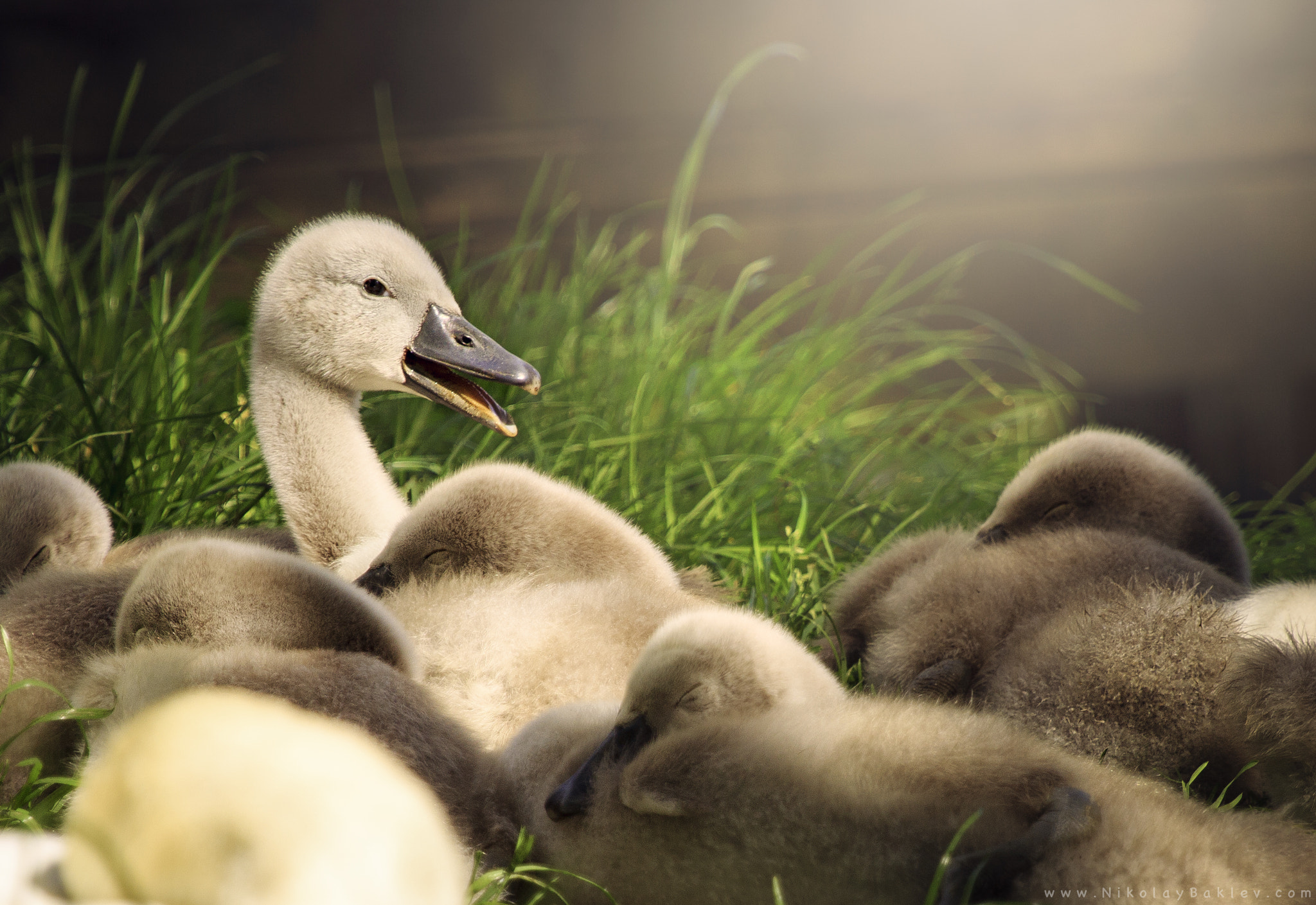 Canon EF 100-400mm F4.5-5.6L IS USM sample photo. Baby swan photography