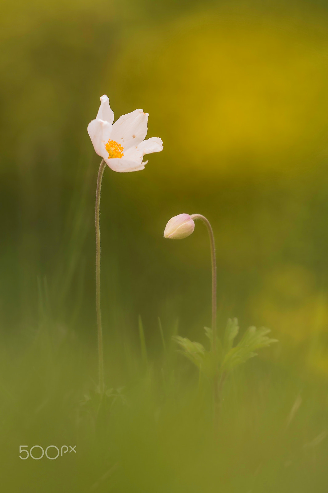 Sigma 150mm F2.8 EX DG Macro HSM sample photo. Anemone sylvestris (snowdrop anemone) photography
