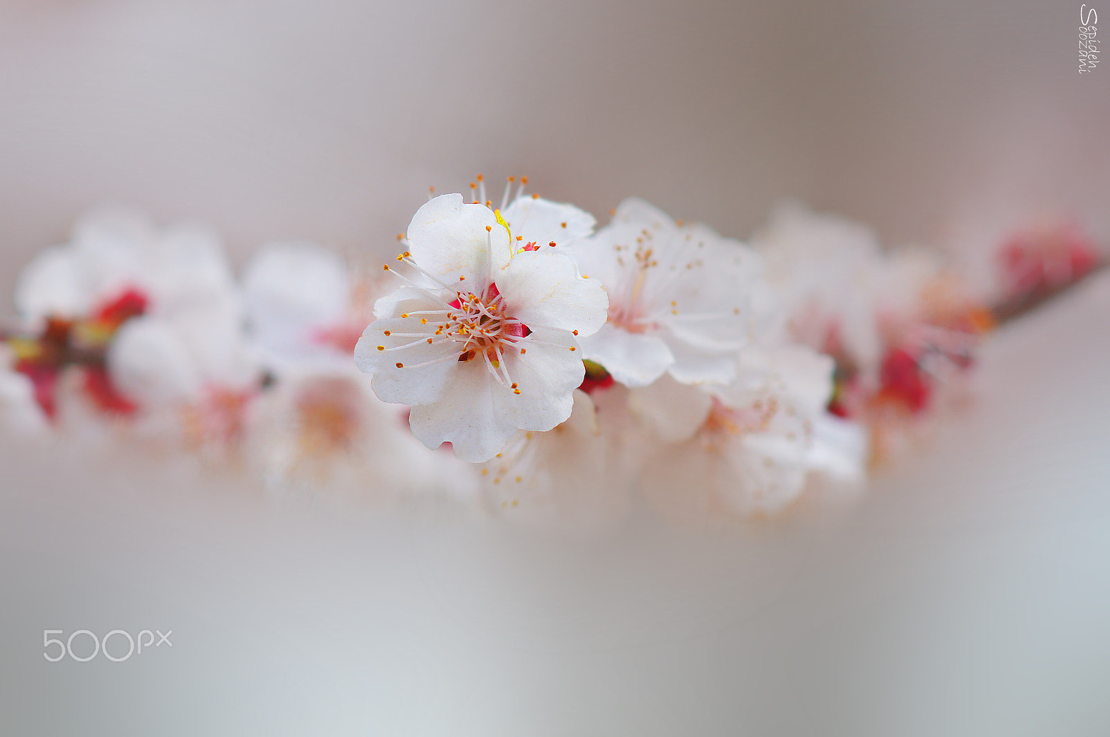 Sony SLT-A35 + Tamron SP AF 90mm F2.8 Di Macro sample photo. Spring is coming photography