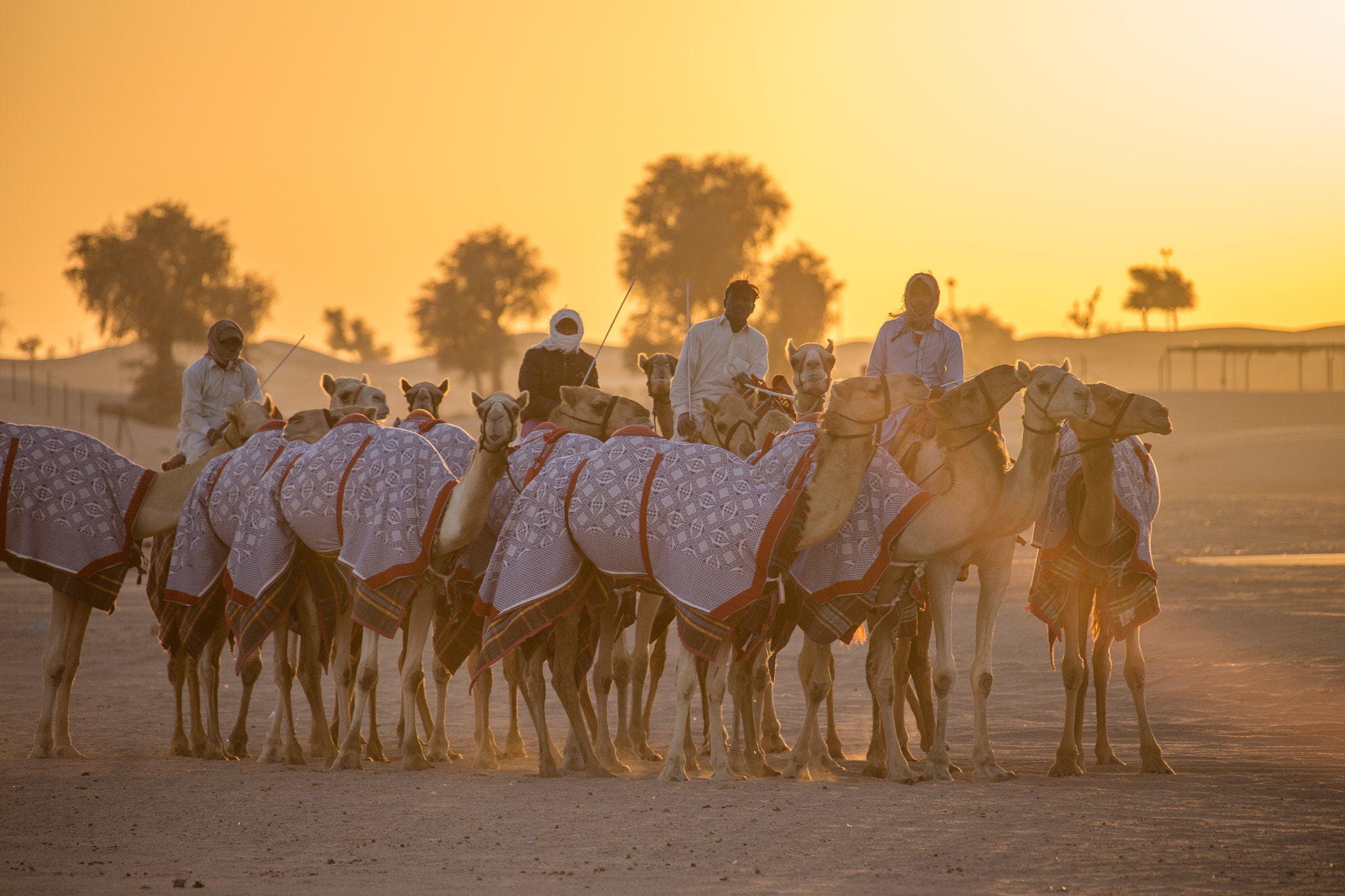 Canon EF 28-300mm F3.5-5.6L IS USM sample photo. Camel train photography