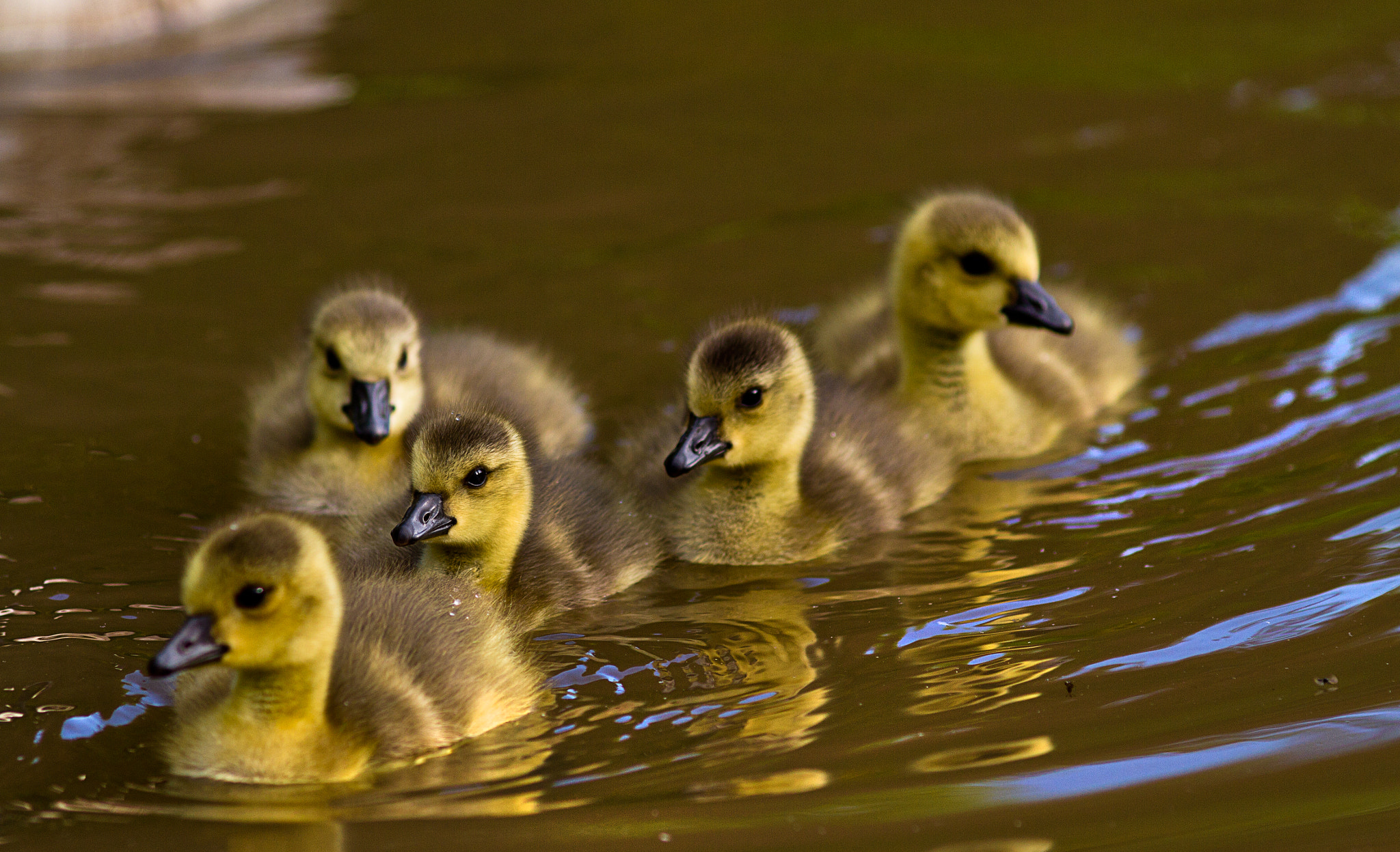 Canon EOS 7D + Canon EF 200mm F2.8L II USM sample photo. Entchen photography