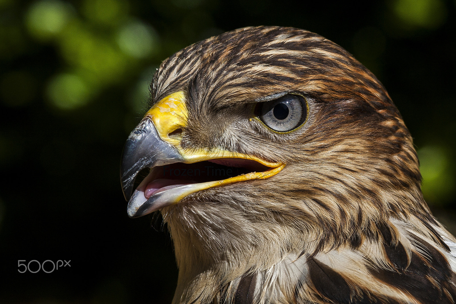 Canon EF 100-400mm F4.5-5.6L IS USM sample photo. Dieren photography