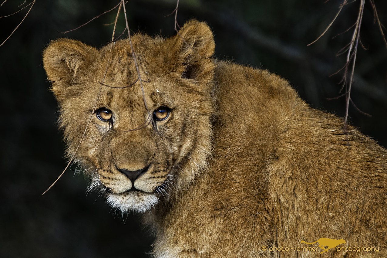 Canon EF 300mm F2.8L IS USM sample photo. Young lion photography