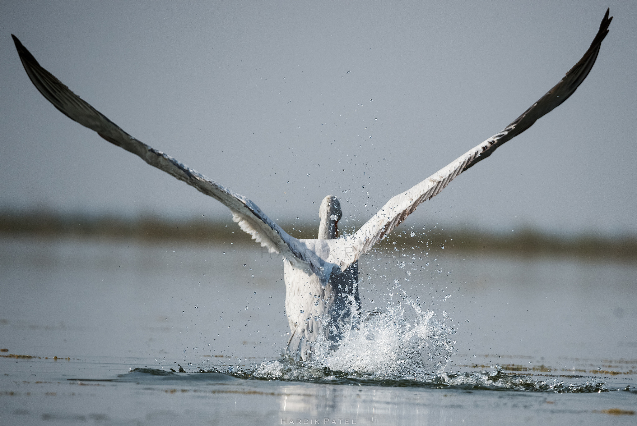 Nikon D4S sample photo. The take off... photography