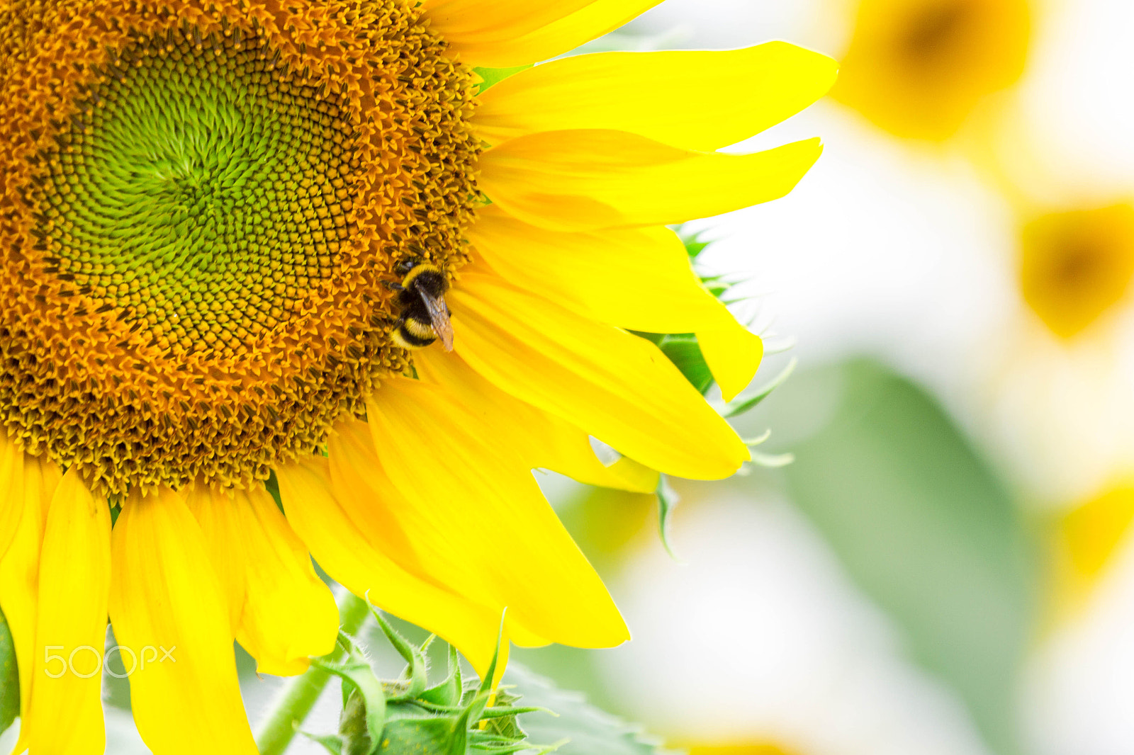 Canon EOS 550D (EOS Rebel T2i / EOS Kiss X4) + Canon EF 70-200mm F4L USM sample photo. Sunflower and bumblebee photography