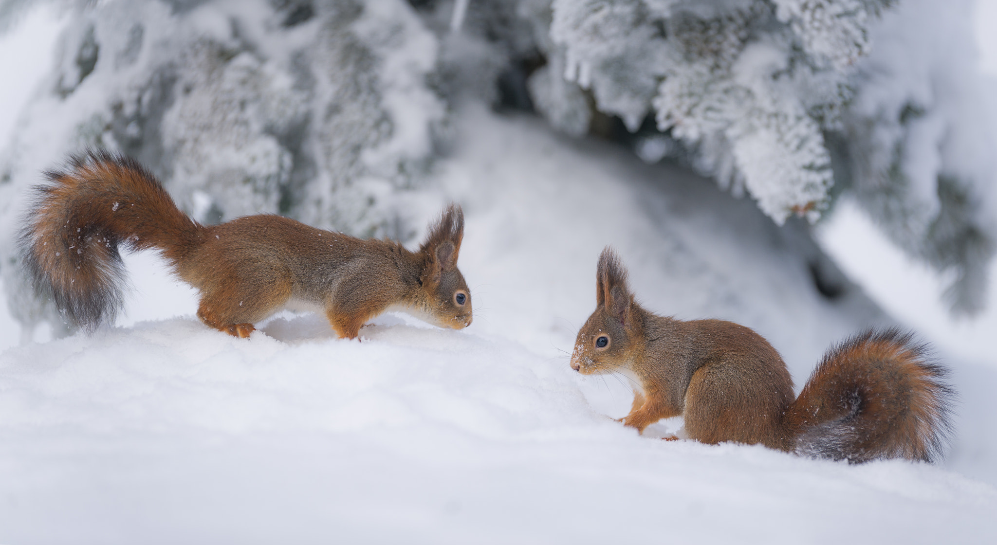 Nikon D3S sample photo. Swquirrel panorama photography