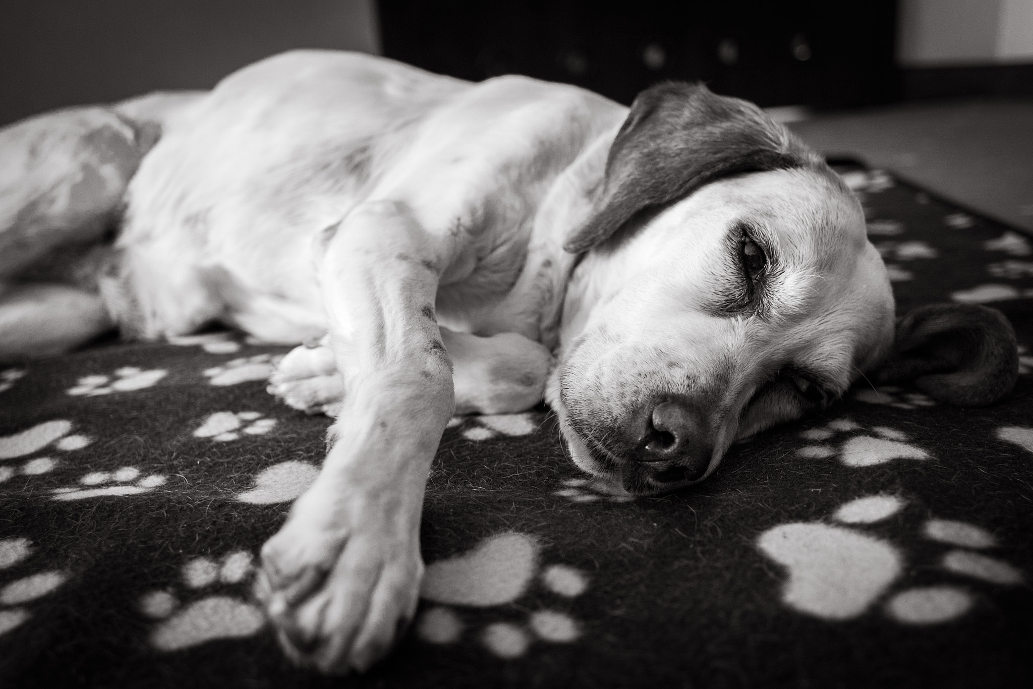 Canon EF 24mm F2.8 IS USM sample photo. Relaxin' dog... photography