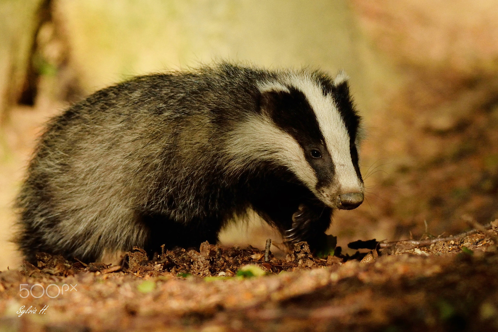 Nikon AF-S Nikkor 300mm F2.8G ED-IF VR sample photo. Young badger photography