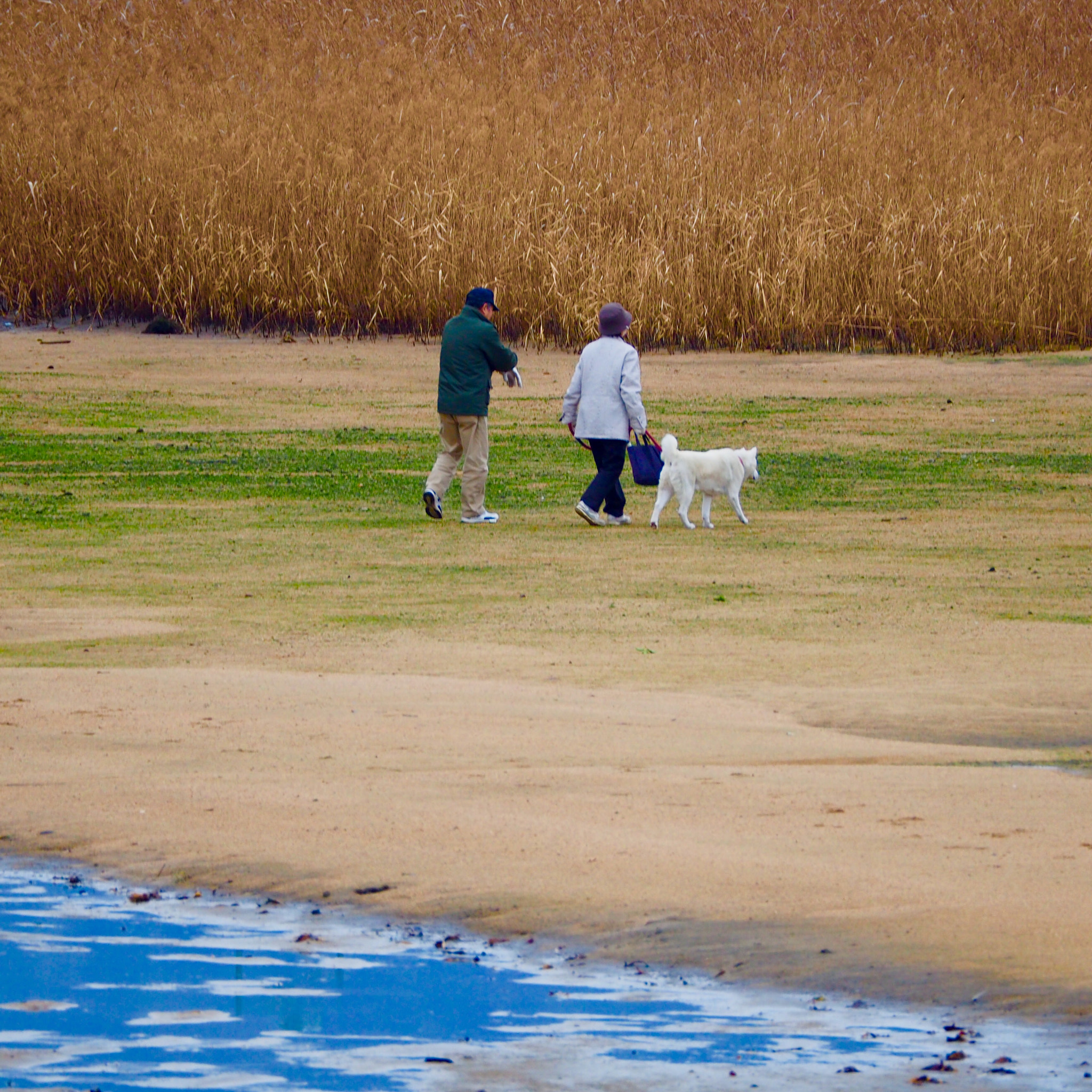 Olympus OM-D E-M10 II sample photo. 犬の散歩 walking the dog photography